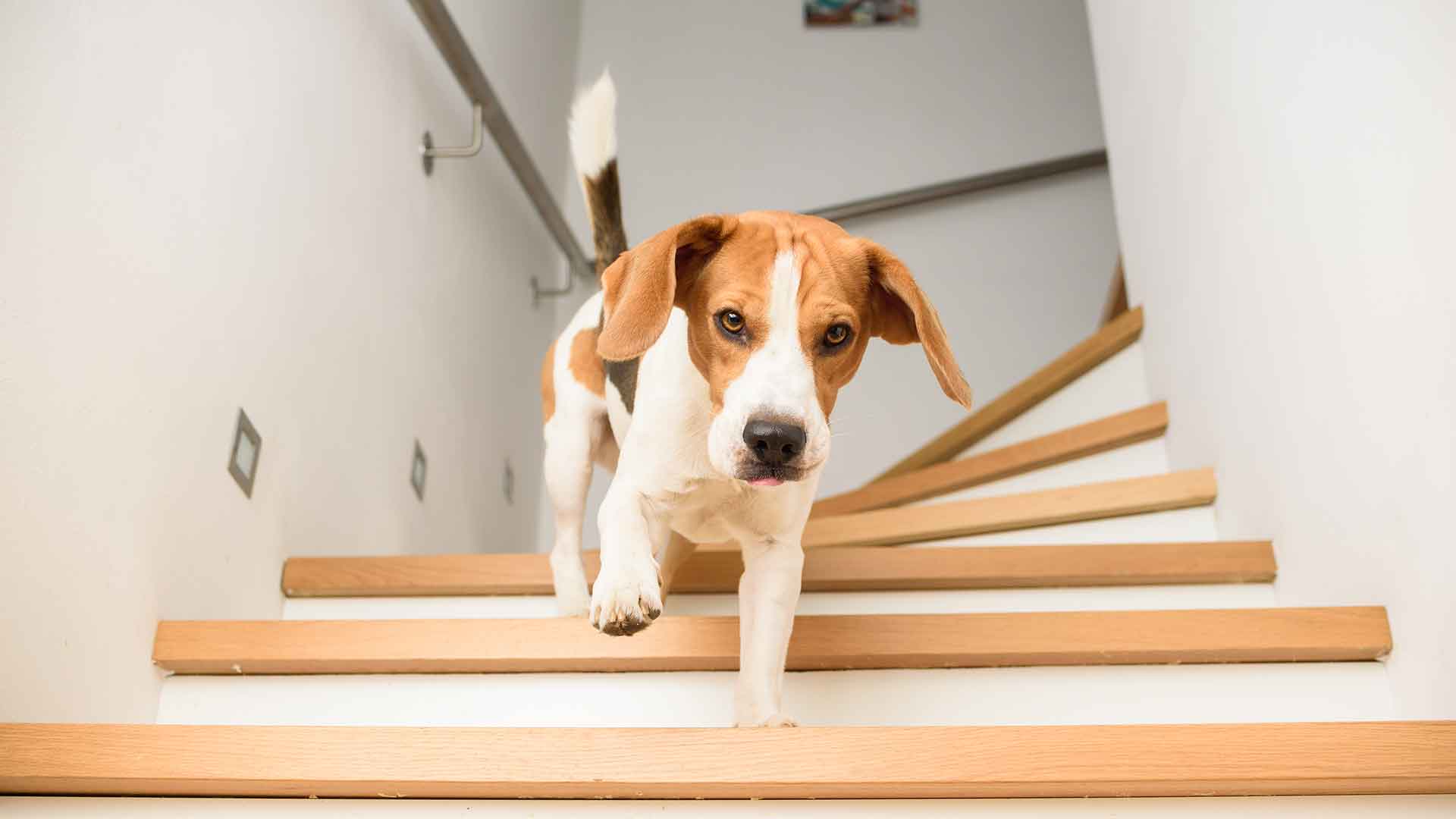 Evde Köpekler İçin Tehlikeli Eşyalar ve Alınması Gereken Önlemler