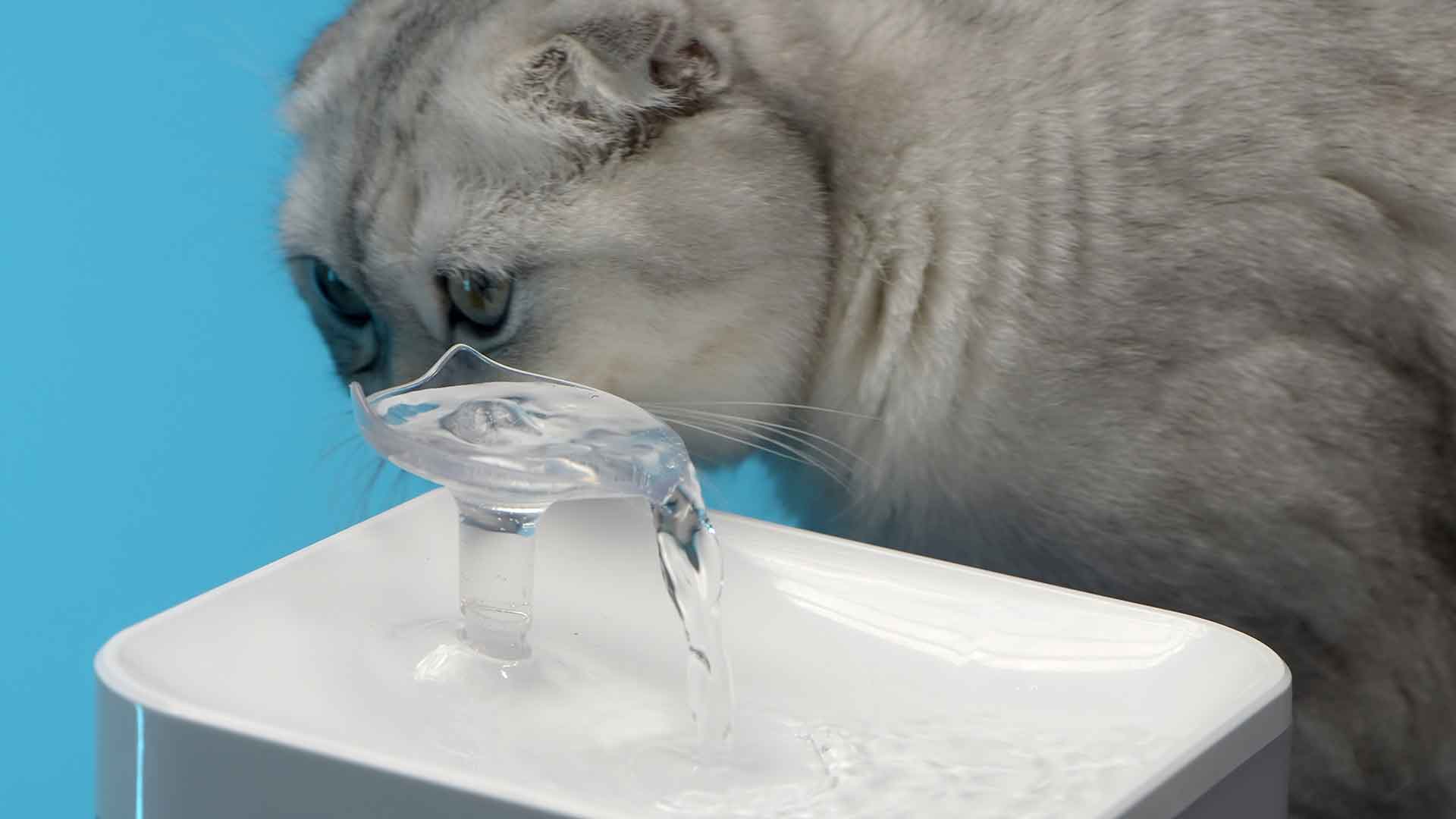 Kedi Mama Otomatları ve Su Pınarları: Kullanışlılık ve Faydaları
