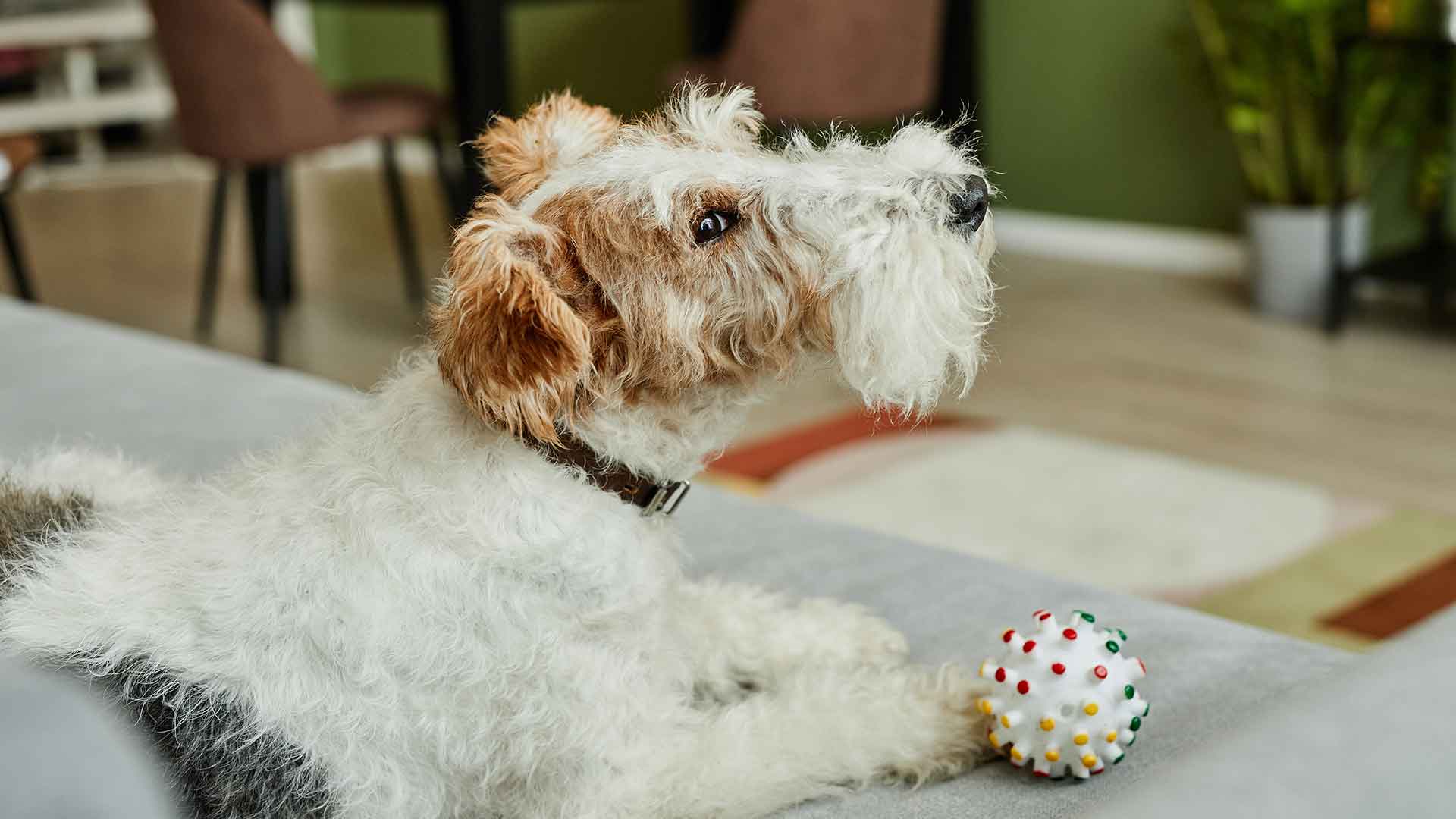 Köpekler İçin Evde Oyun Alanı Oluşturmanın Püf Noktaları