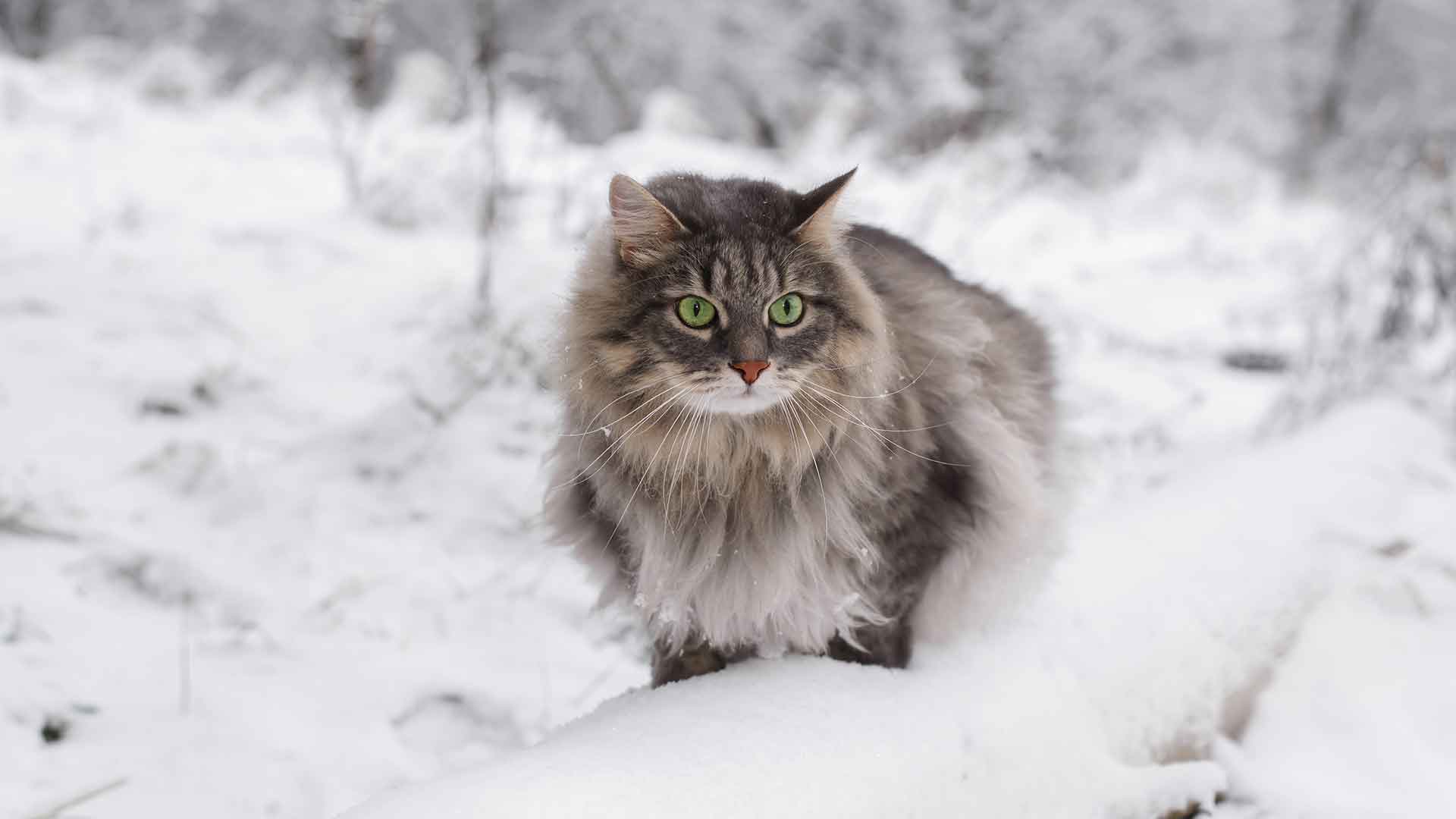 Norveç Orman Kedisi