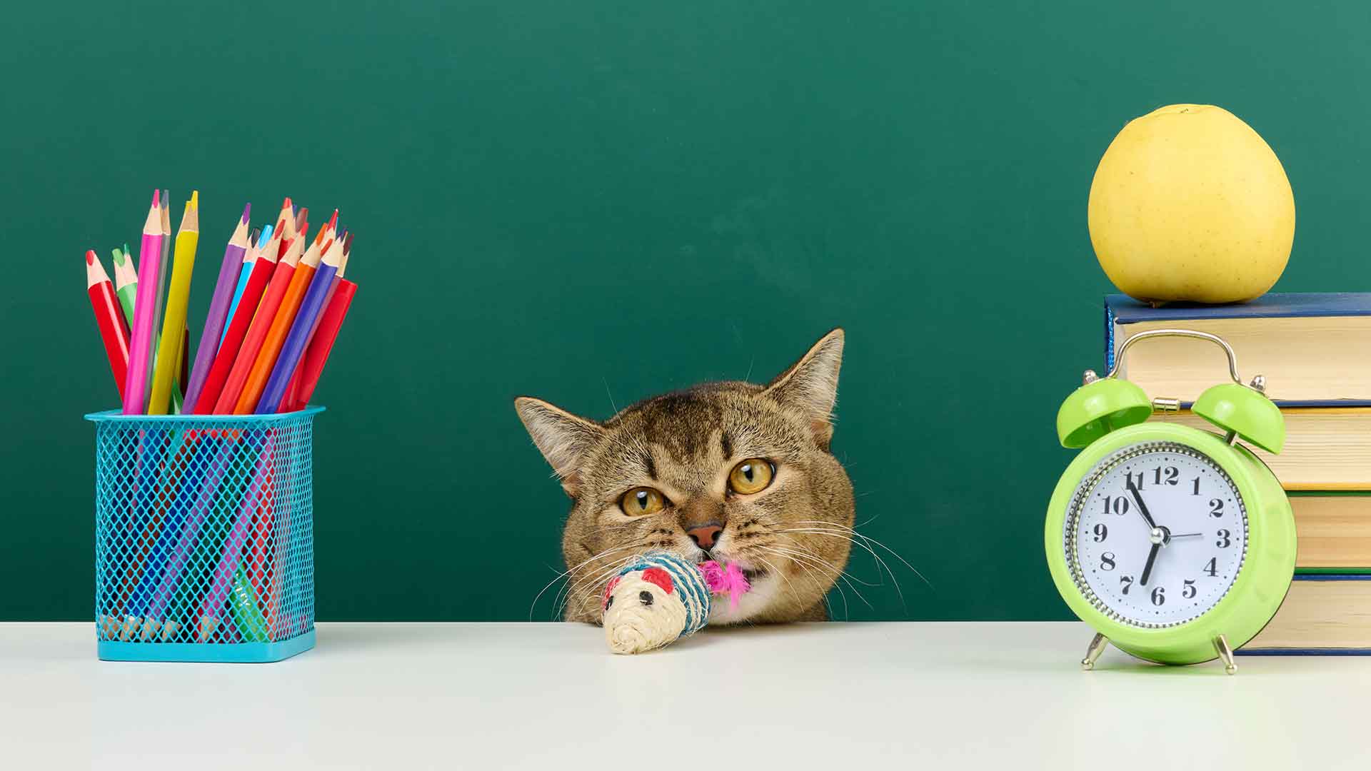 Kedi Oyuncakları: Zeka Geliştirici ve Eğlenceli Seçenekler