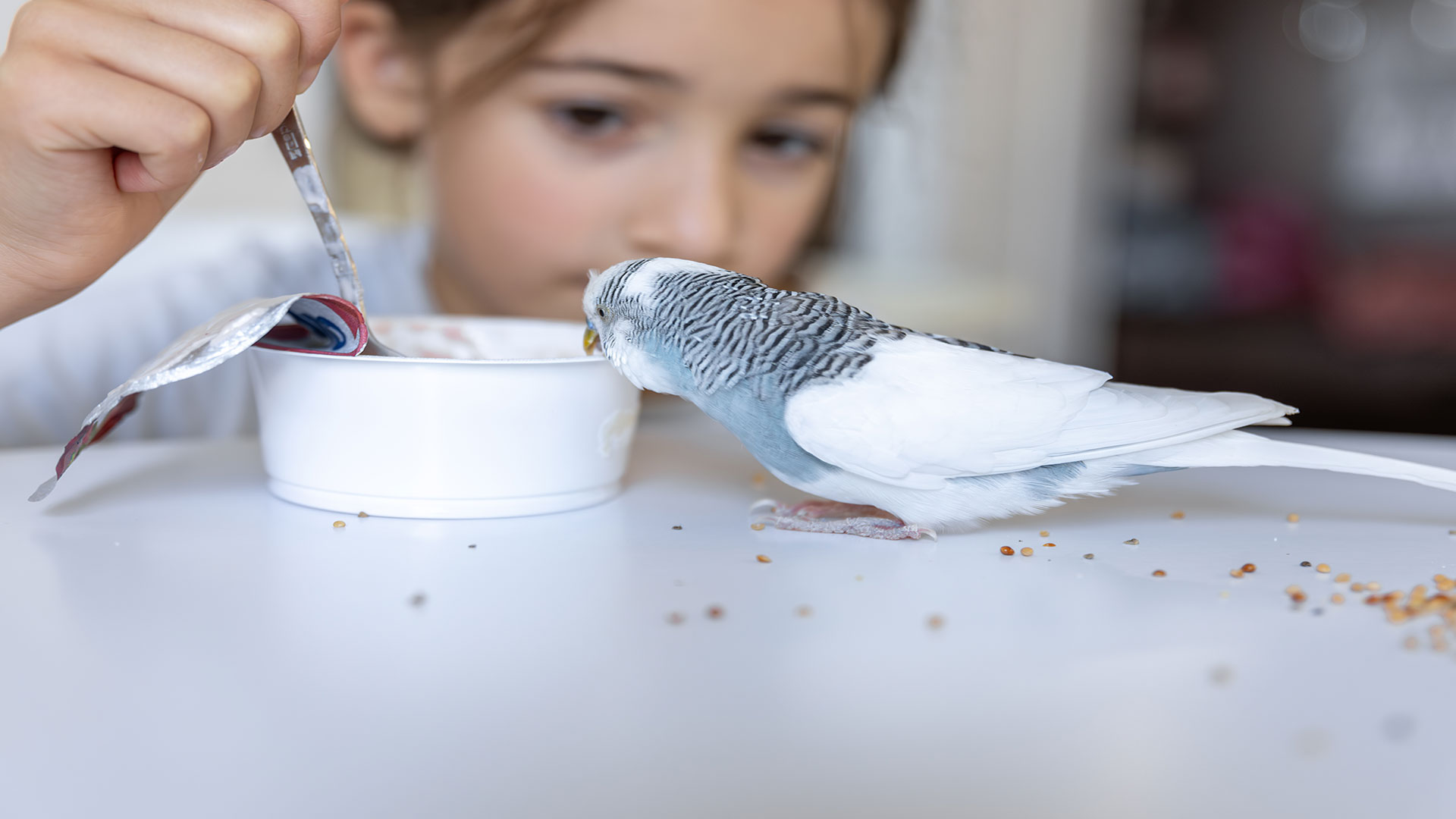 Yaz Mevsiminde Muhabbet Kuşu Beslenmesi Nasıl Değişmeli? Hafif ve Ferah Mama Önerileri