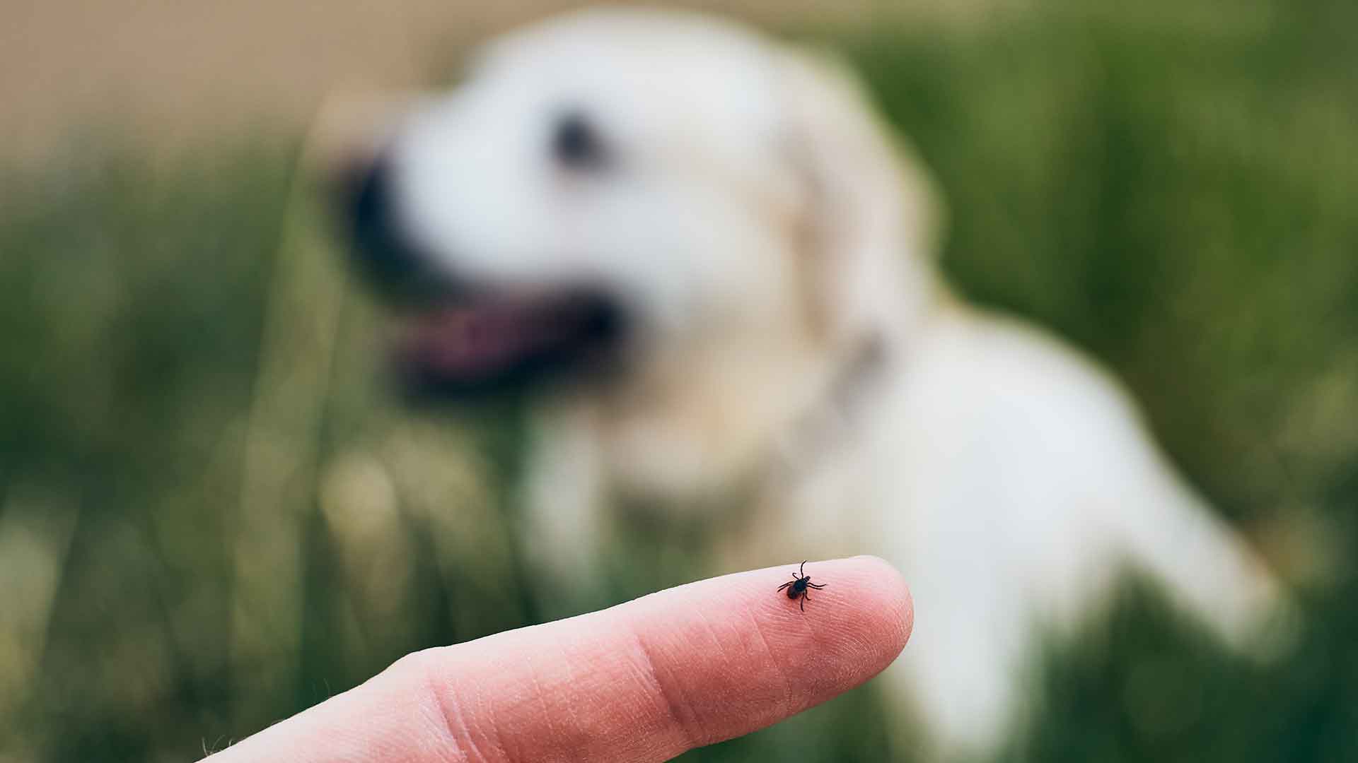 Köpeklerde Kene ve Pire Kontrolü: Doğal ve Kimyasal Yöntemler