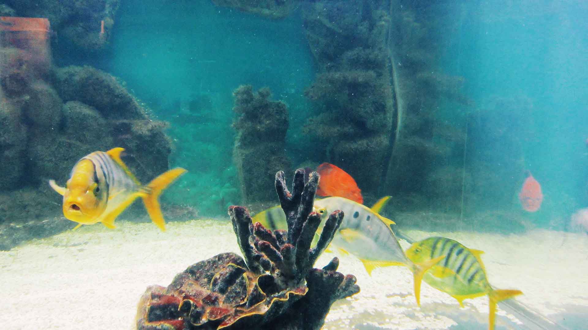 Akvaryumda pH Dengesi: Hangi Tür Ne Seviyeyi Tercih Eder?