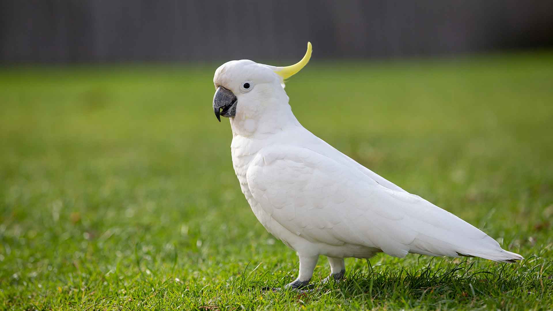 Kakadu / Cockatoo