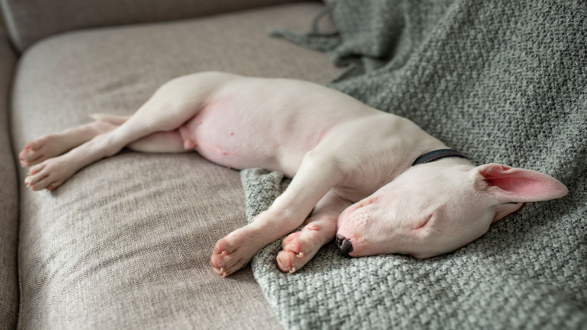Köpeklerde Uyku Düzeni ve En İyi Uyku Saatleri: Günlük Rutin Nasıl Oluşturulur?