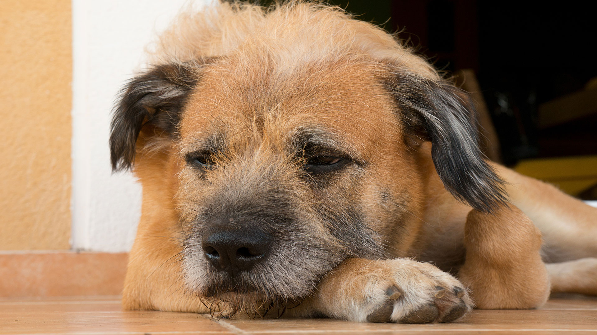 Yaşlı Köpeğiniz İçin Evde Rahat Ortam: Eklem Destekli Yaşam Alanı Oluşturma