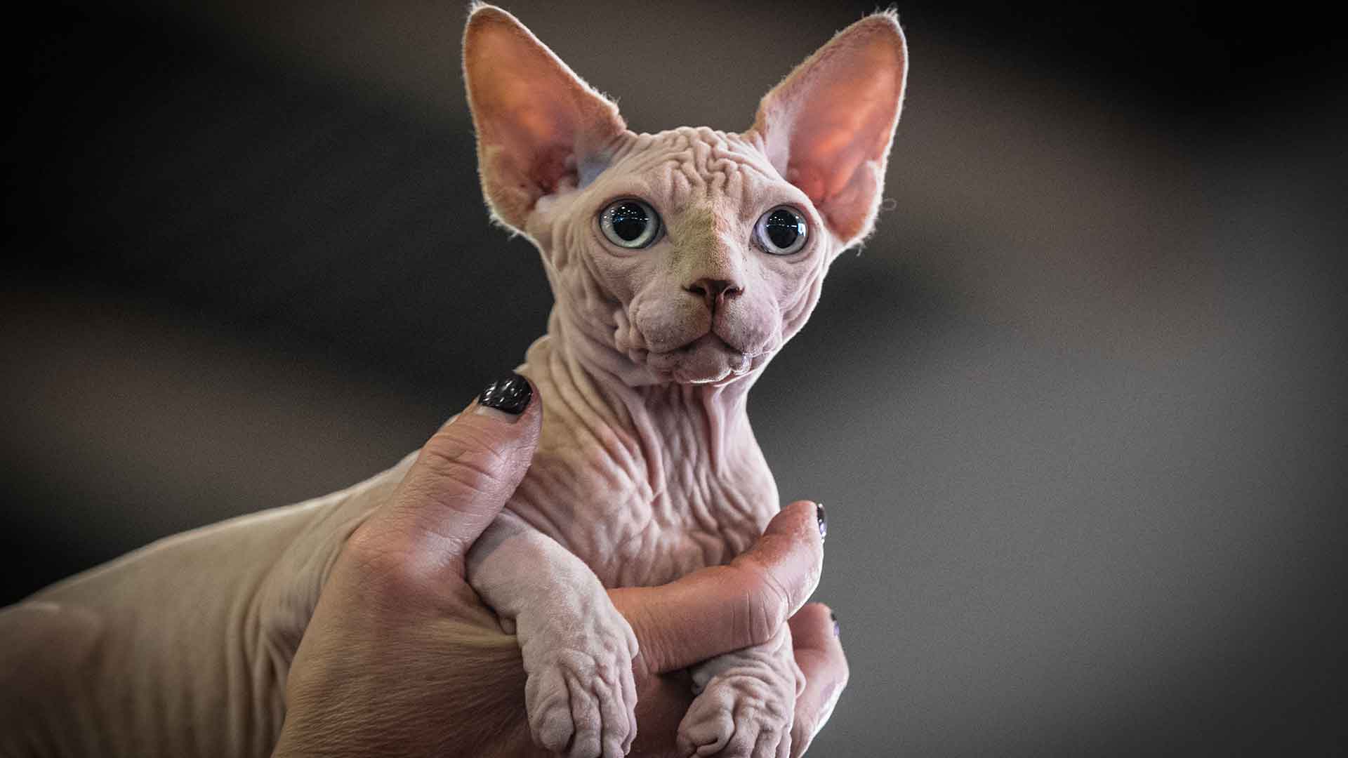 Sphynx – Spenks Kedisi