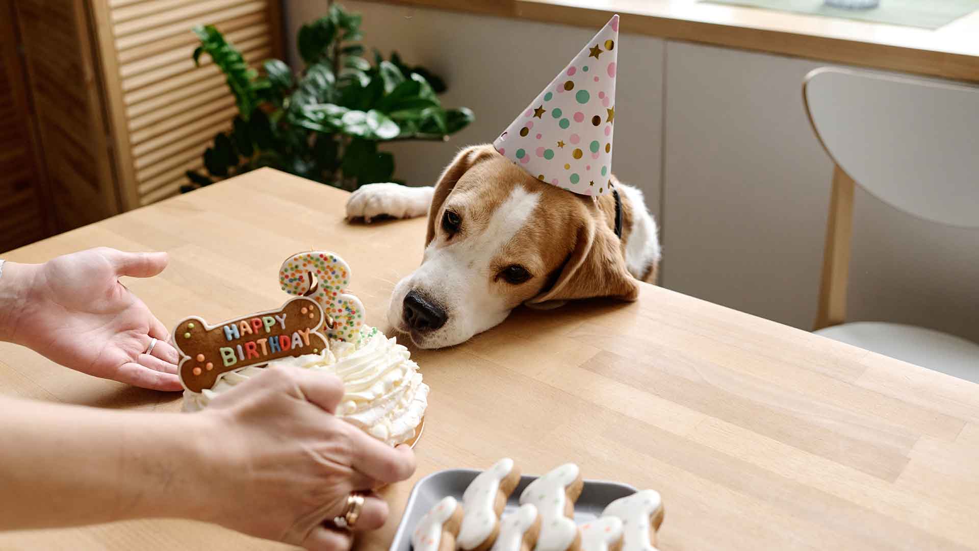 Köpeğinizin Yaşına Uygun Sağlık ve Bakım Rehberi