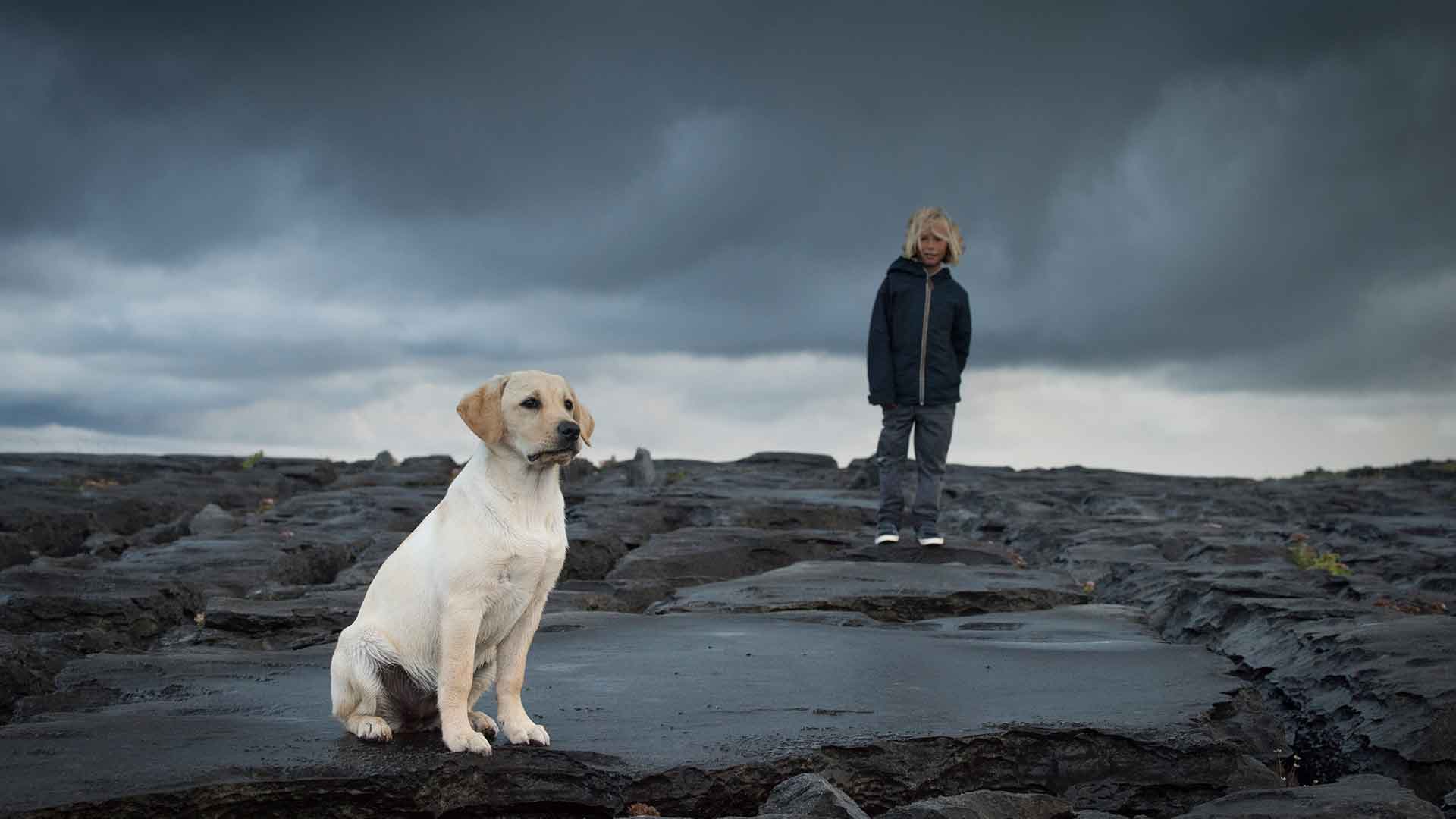 Yalnız Kalınca Ağlayan Köpeğiniz mi Var? Ayrılık Kaygısı Nasıl Giderilir?