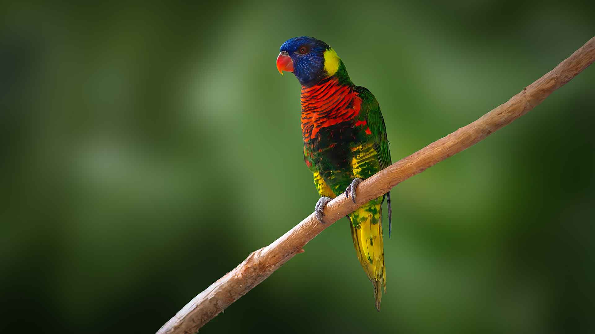 Lori Papağanı / Lorikeet