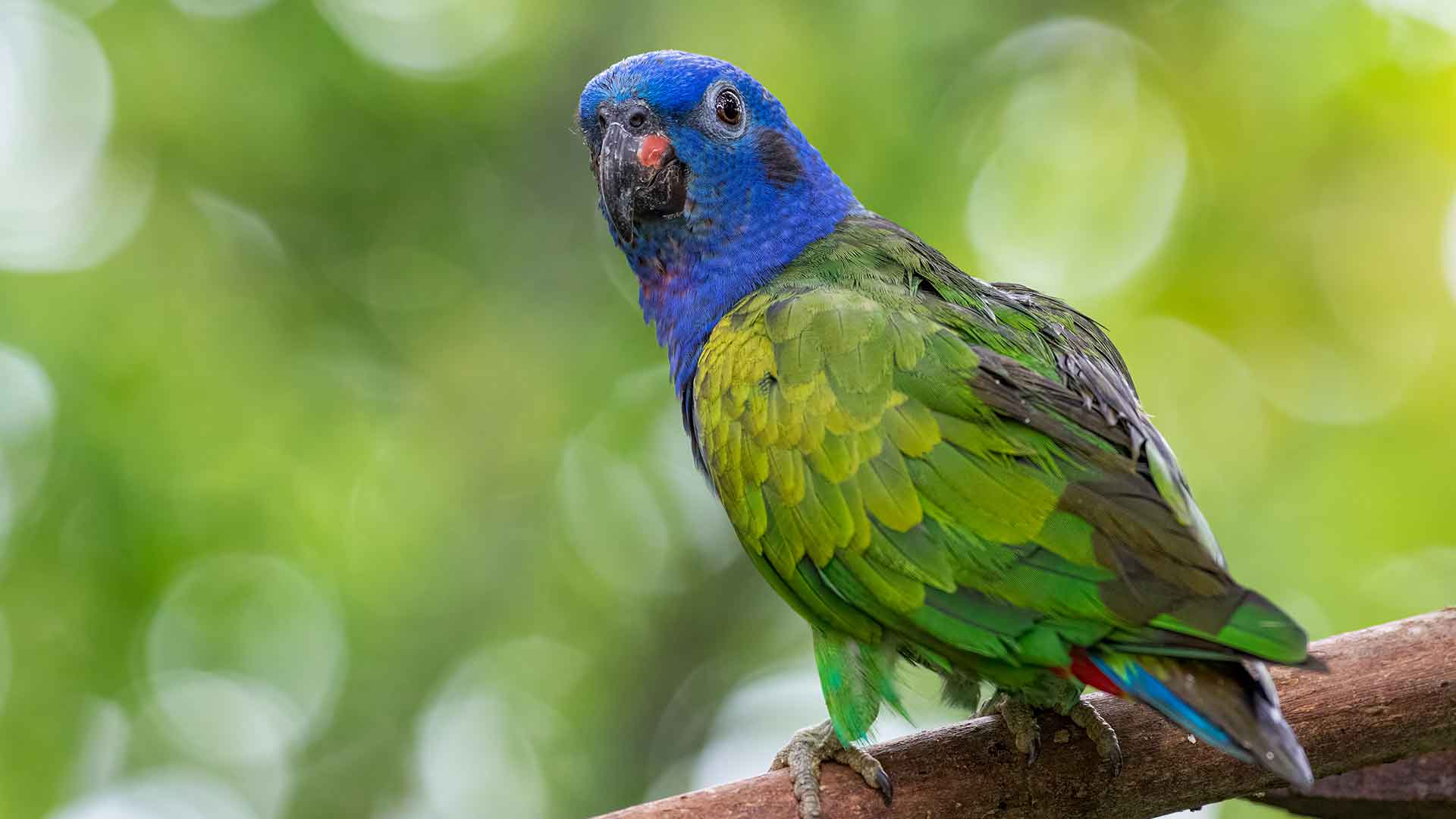 Pionus Papağanı / Pionus Parrot