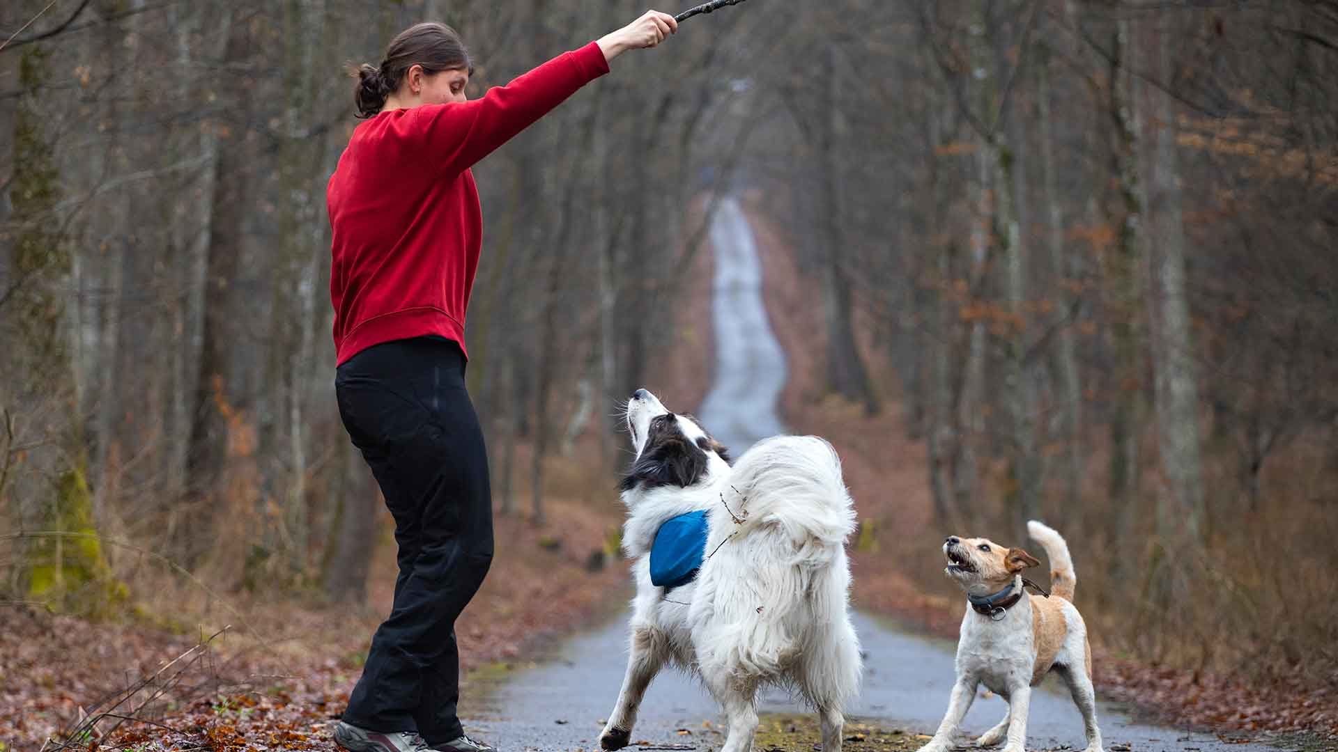 Köpeklerde Komutlara Uymama Sorunu: Sebepler ve Çözüm Önerileri