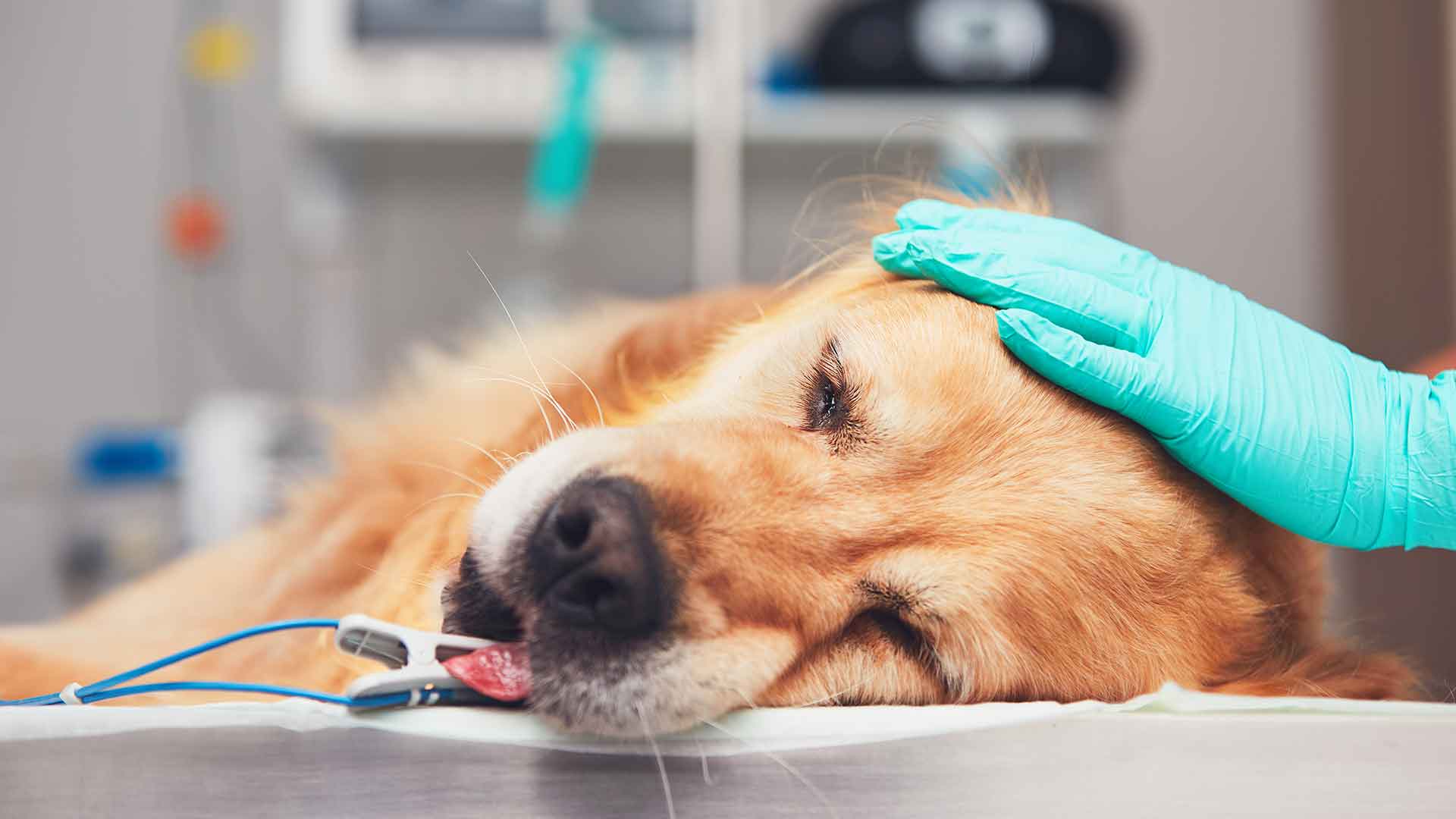 Köpeklerde İshal ve Kusma: Ne Zaman Veterinere Gidilmeli?