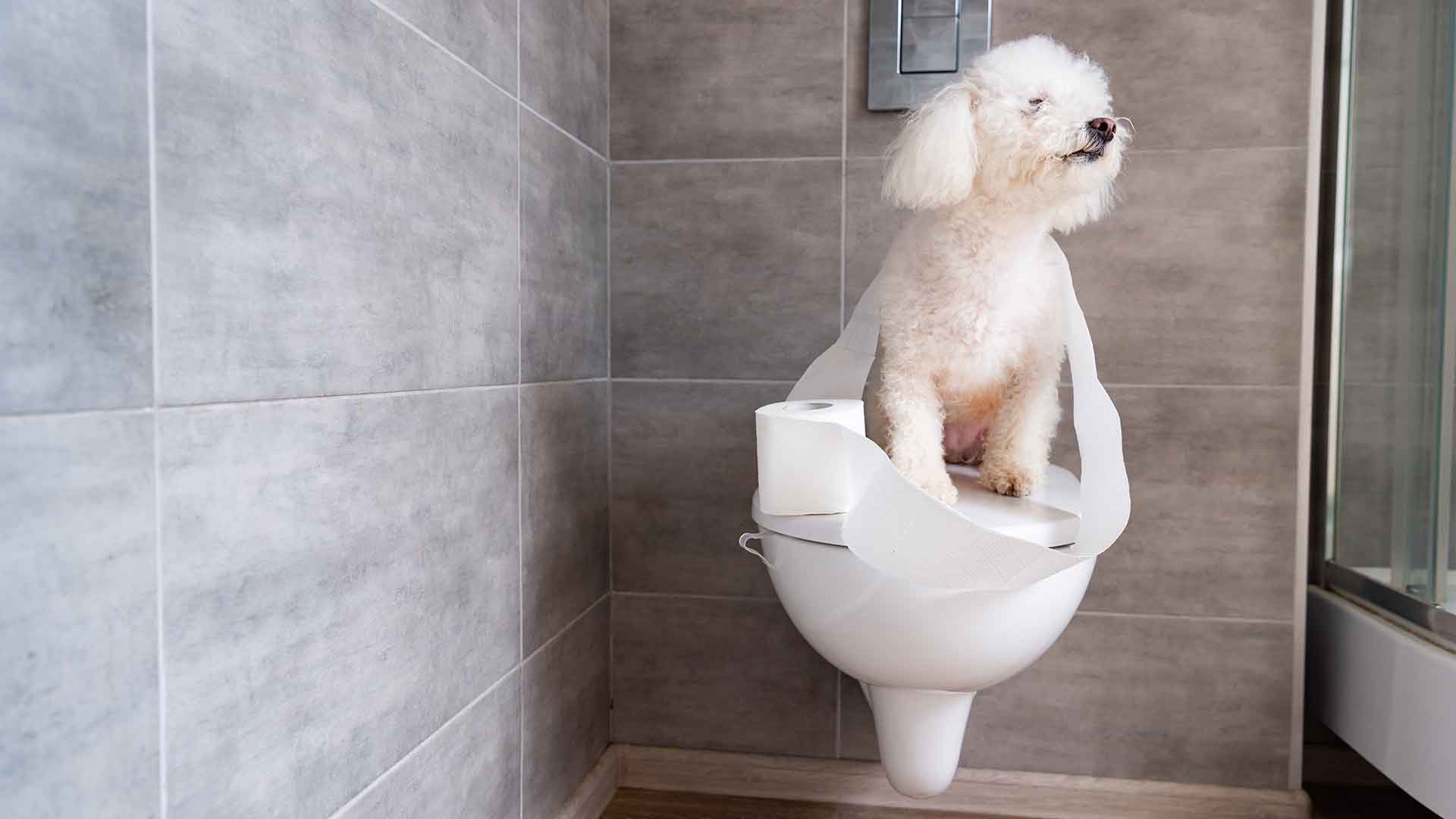 Köpeklerde Tuvalet Eğitimi: Başarılı Bir Süreç İçin İpuçları