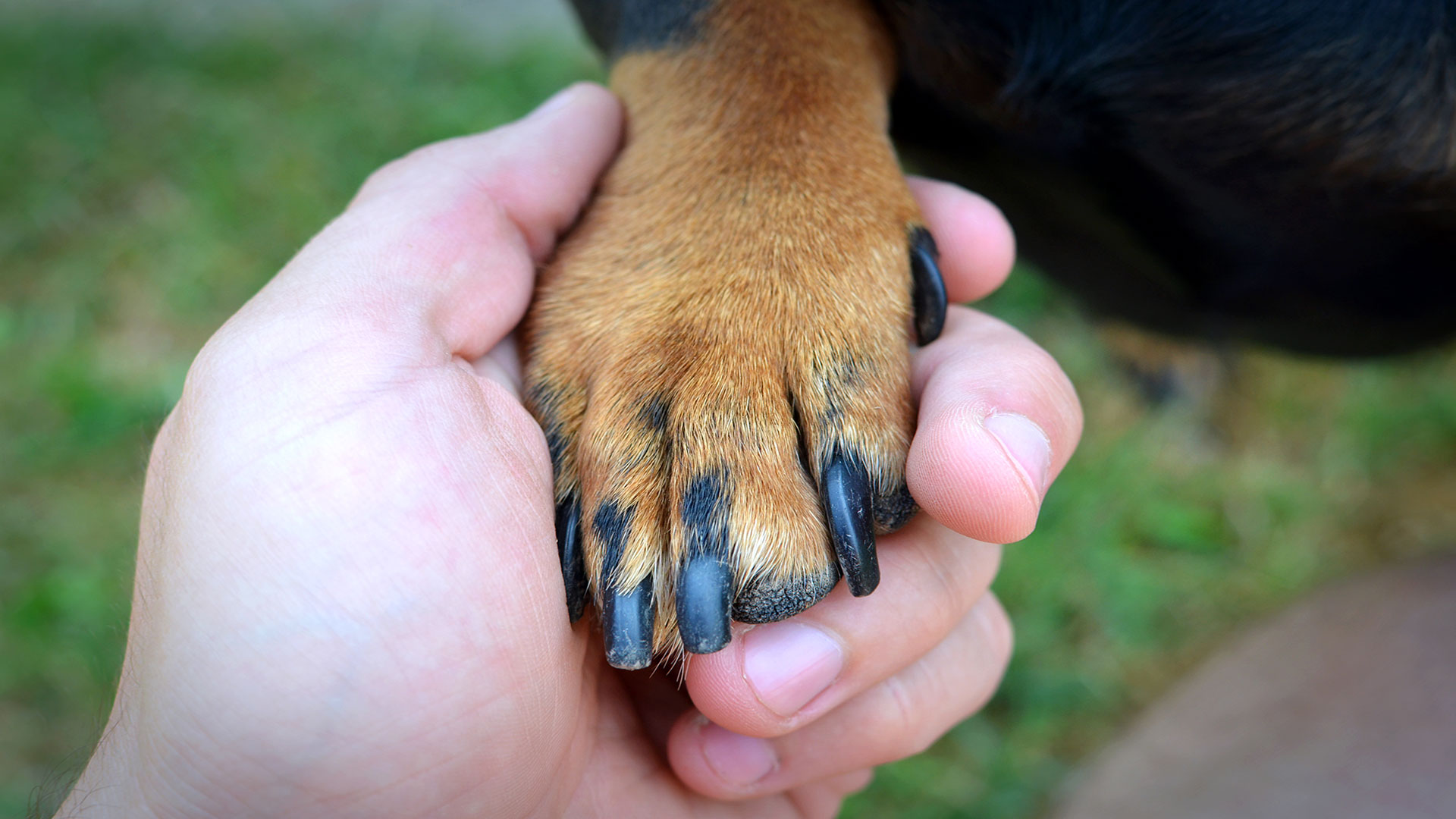 Köpeğinizin Tırnakları Ne Kadar Uzun Olmalı? Evde Güvenli Tırnak Kesimi Rehberi
