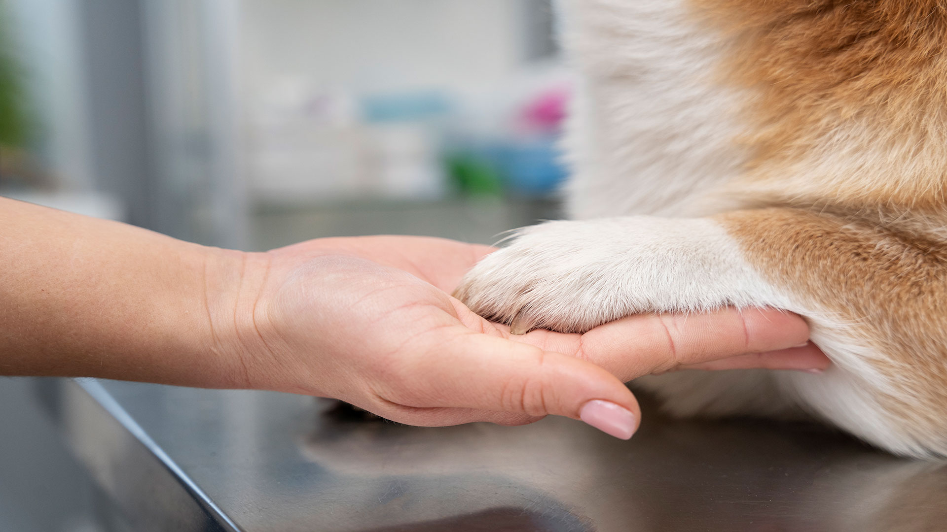 Köpeğinizin Derisi Çok mu Kuruyor? Evde Uygulanabilecek Nemlendirme Çözümleri
