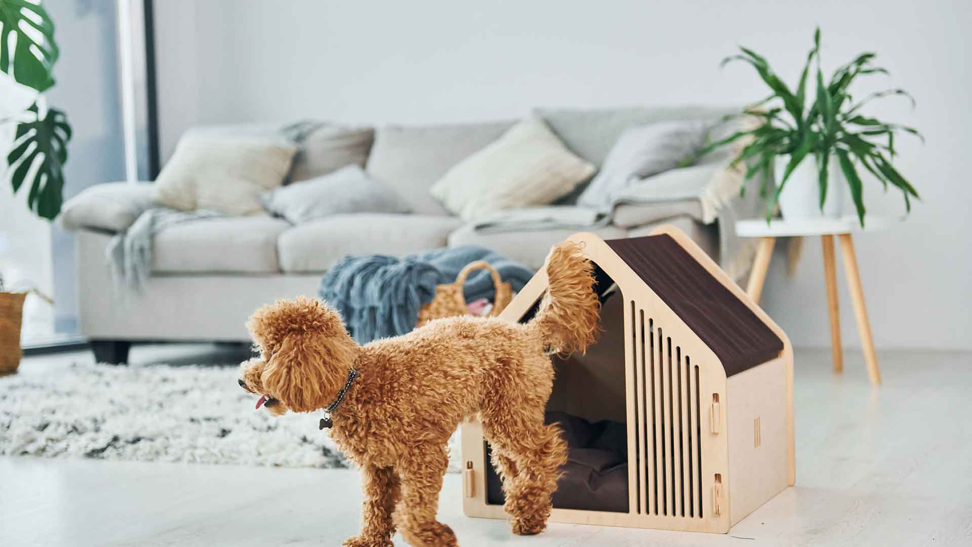 Köpeğiniz İçin Evde Güvenli Bir Yaşam Alanı Nasıl Oluşturulur?