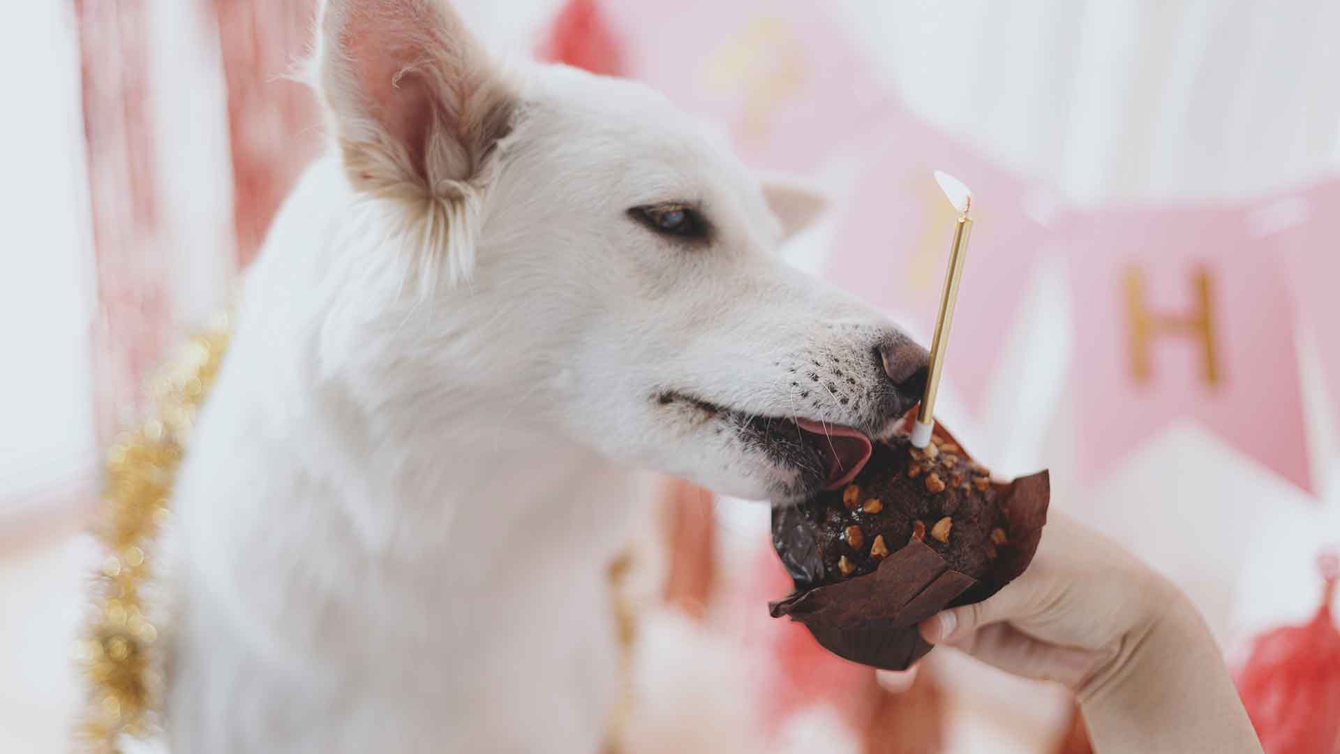 Köpeklerde Alerjiler: Belirtileri, Nedenleri ve Tedavi Yöntemleri