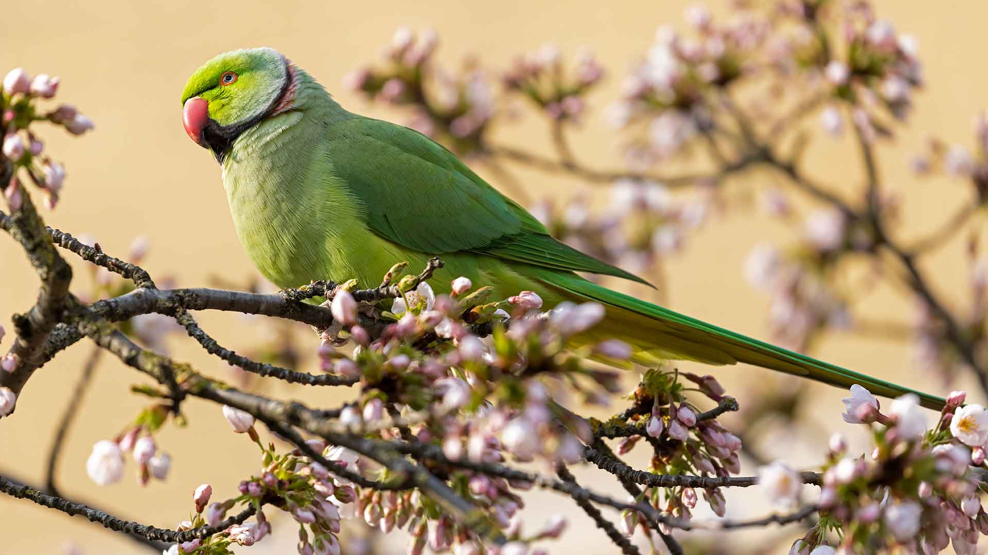 Quaker Papağanı / Monk Parakeet