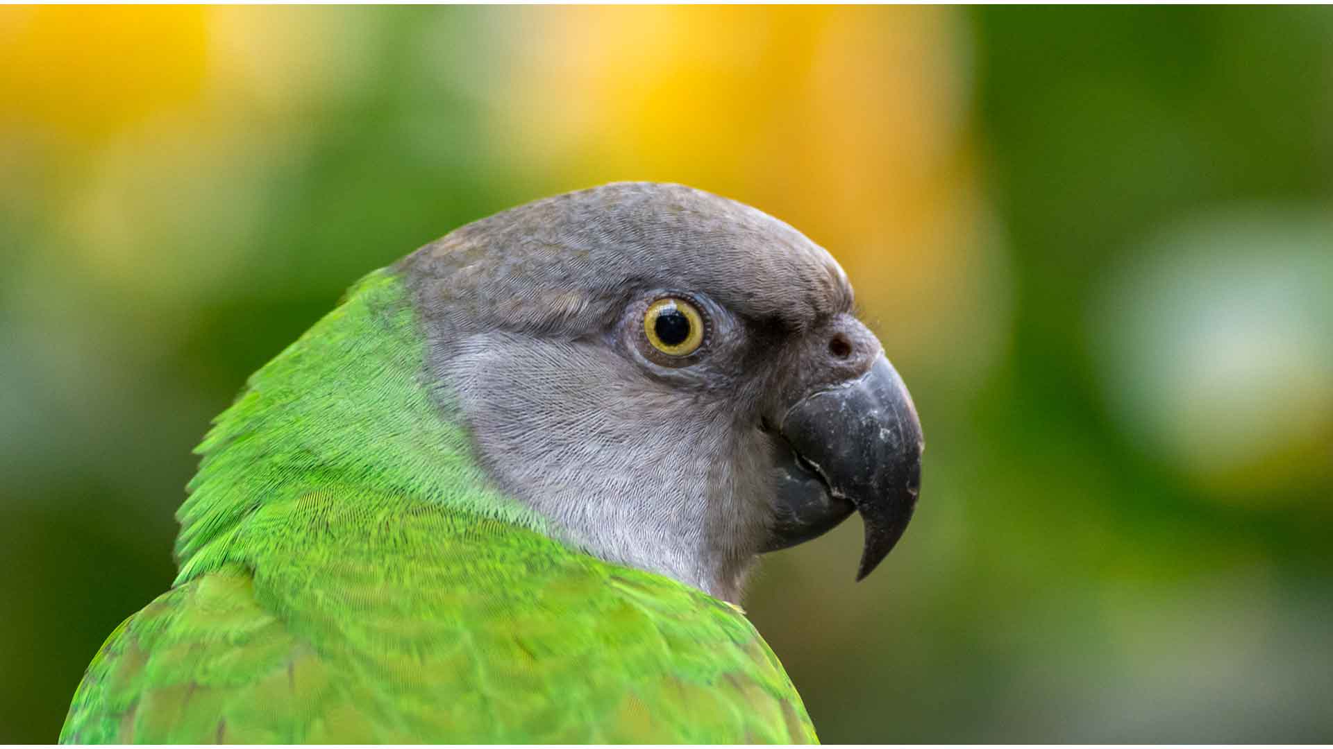 Senegal Papağanı / Senegal Parrot