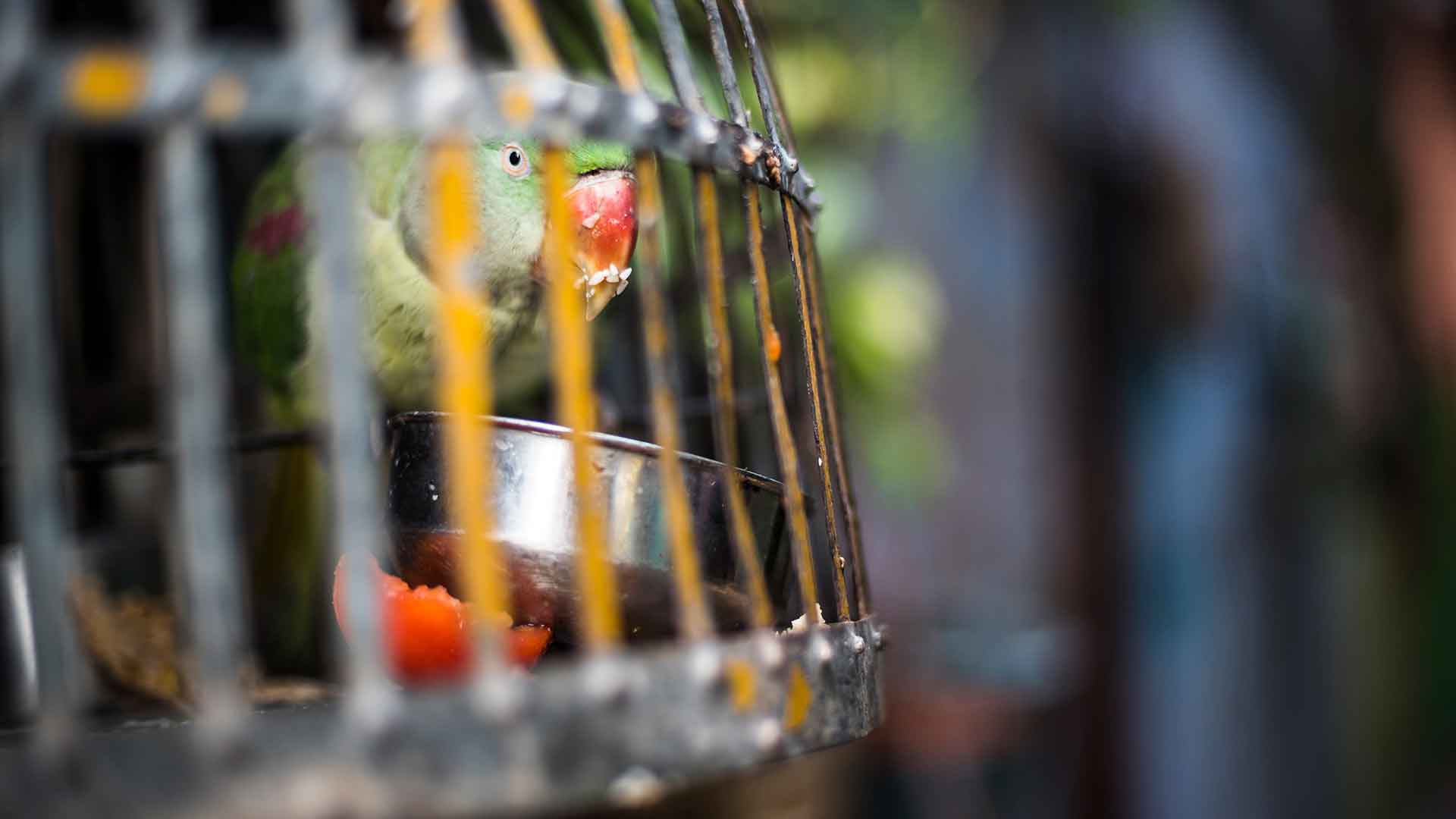 Papağanlar İçin Doğal Gün Işığı ve Uyku Alanı Sağlama