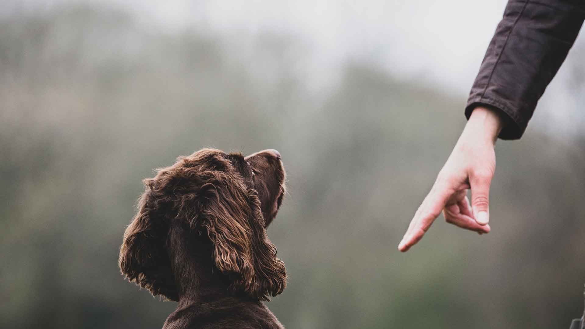 Köpeğinize 'Hayır' Demenin Doğru Yolları: Olumsuz Davranışı Engelleme