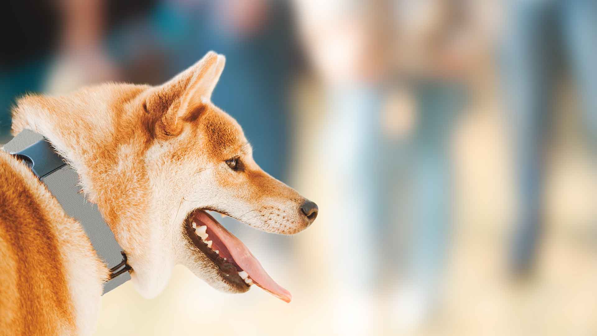 Zeki Köpekler İçin Zihinsel Uyarıcı Oyunlar ve Etkinlikler