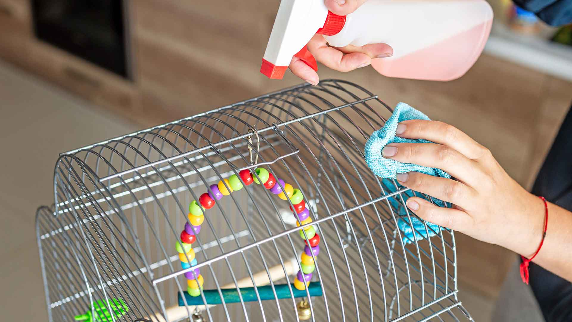 Papağanlar İçin Kafes Temizliği ve Rutin Dezenfeksiyon