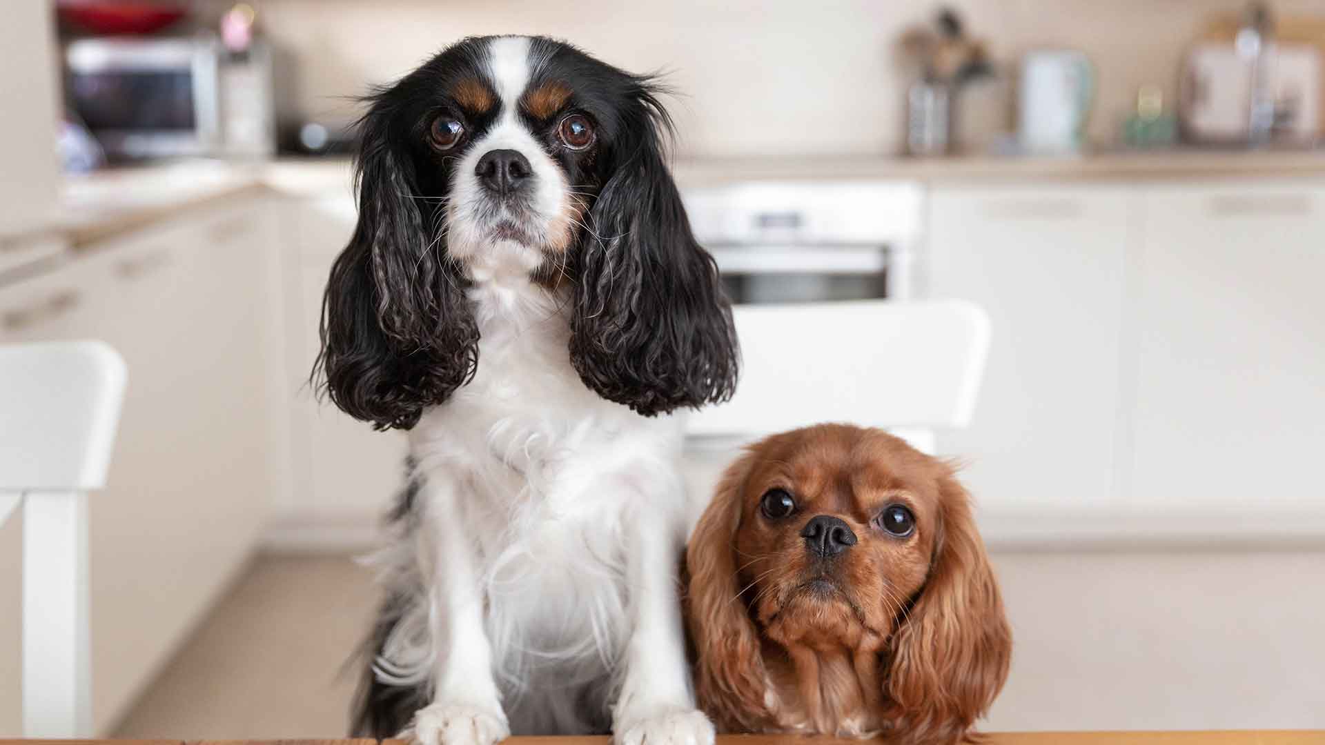 İkinci Bir Köpek Sahiplendiğinizde Dikkat Etmeniz Gereken Davranışlar