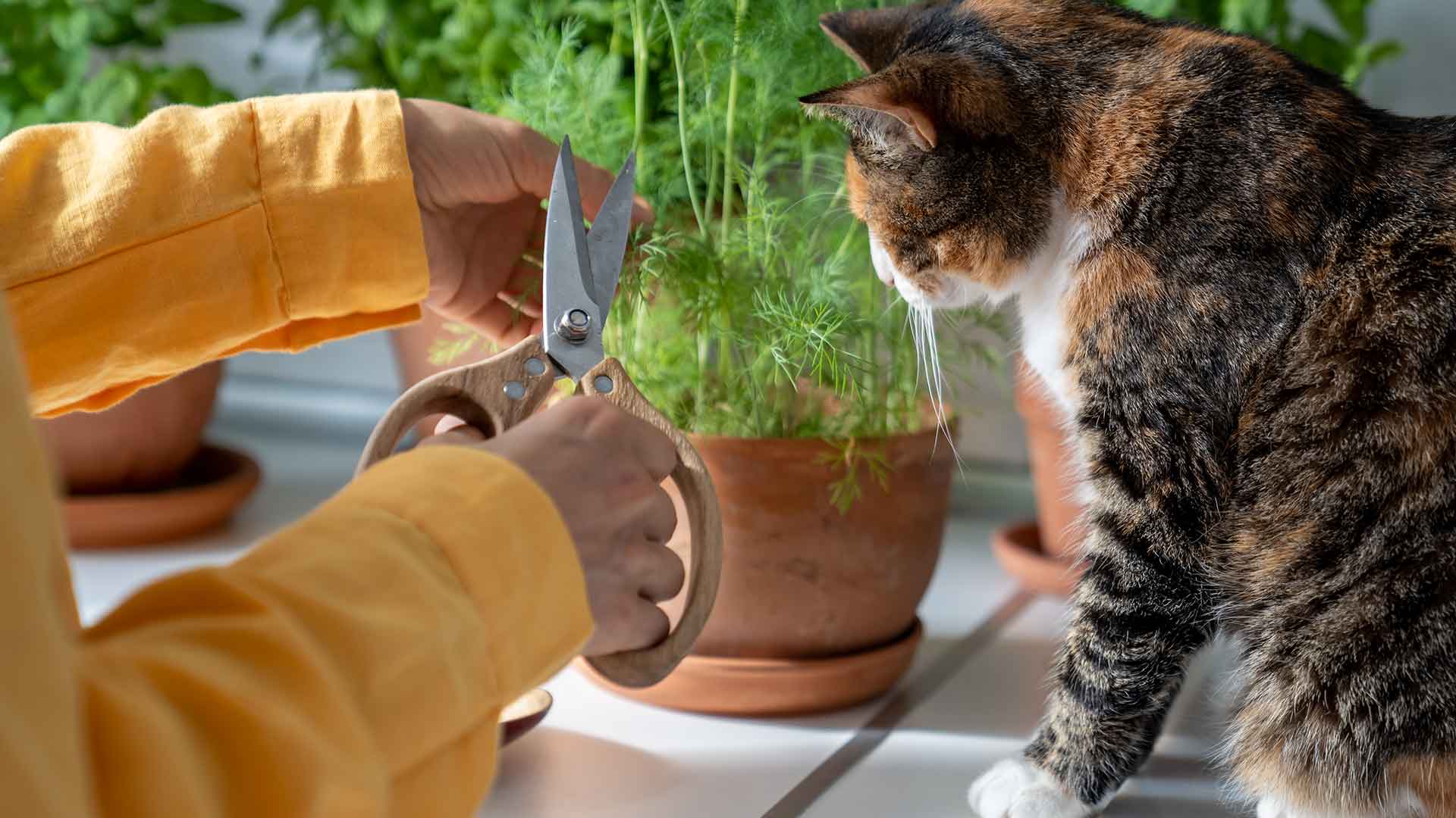 Kediler İçin Doğal ve Bitkisel Bakım Yöntemleri