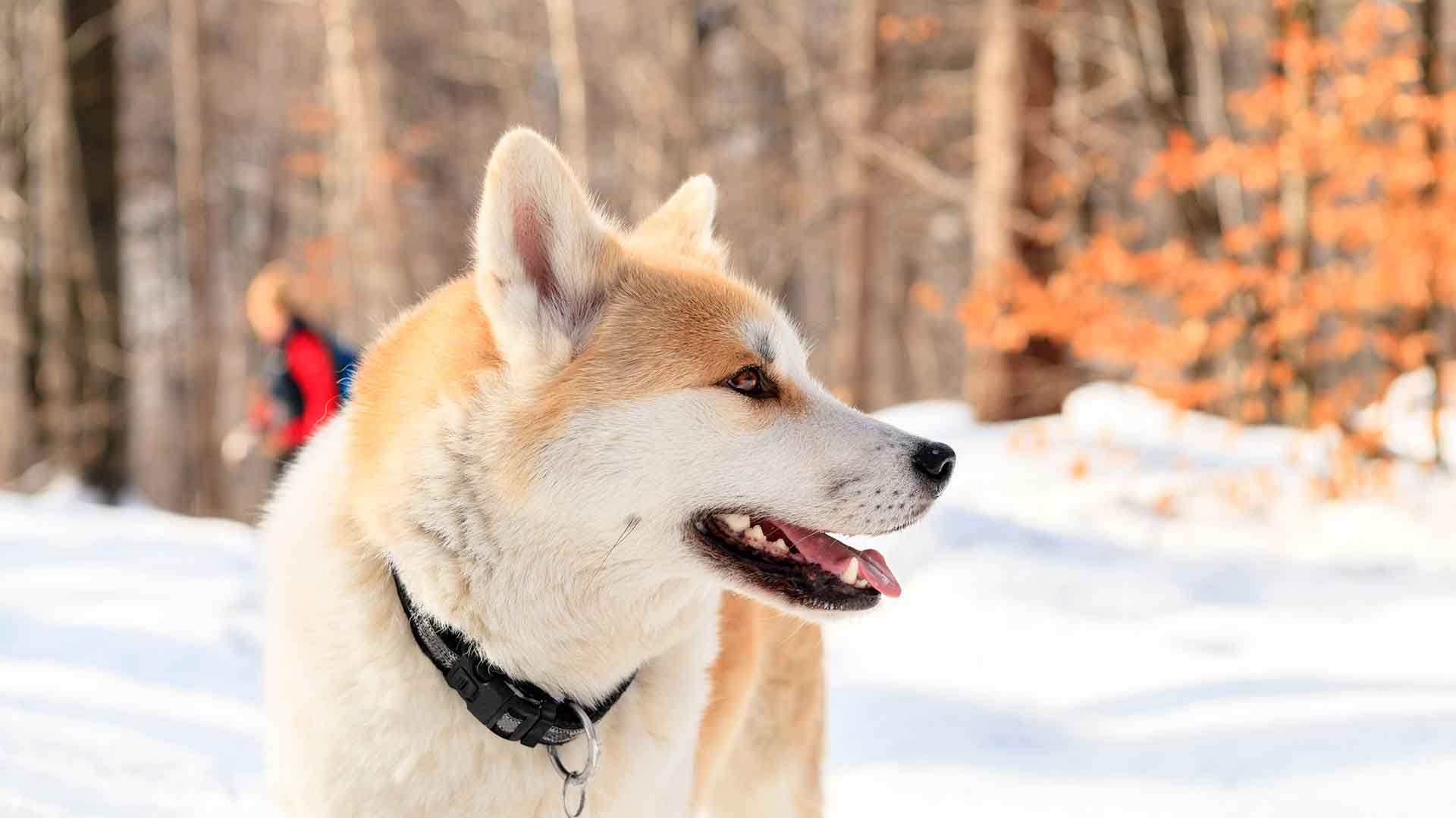 Köpeklerde Mevsimsel Bakım: Yaz ve Kış Aylarında Nelere Dikkat Edilmeli?