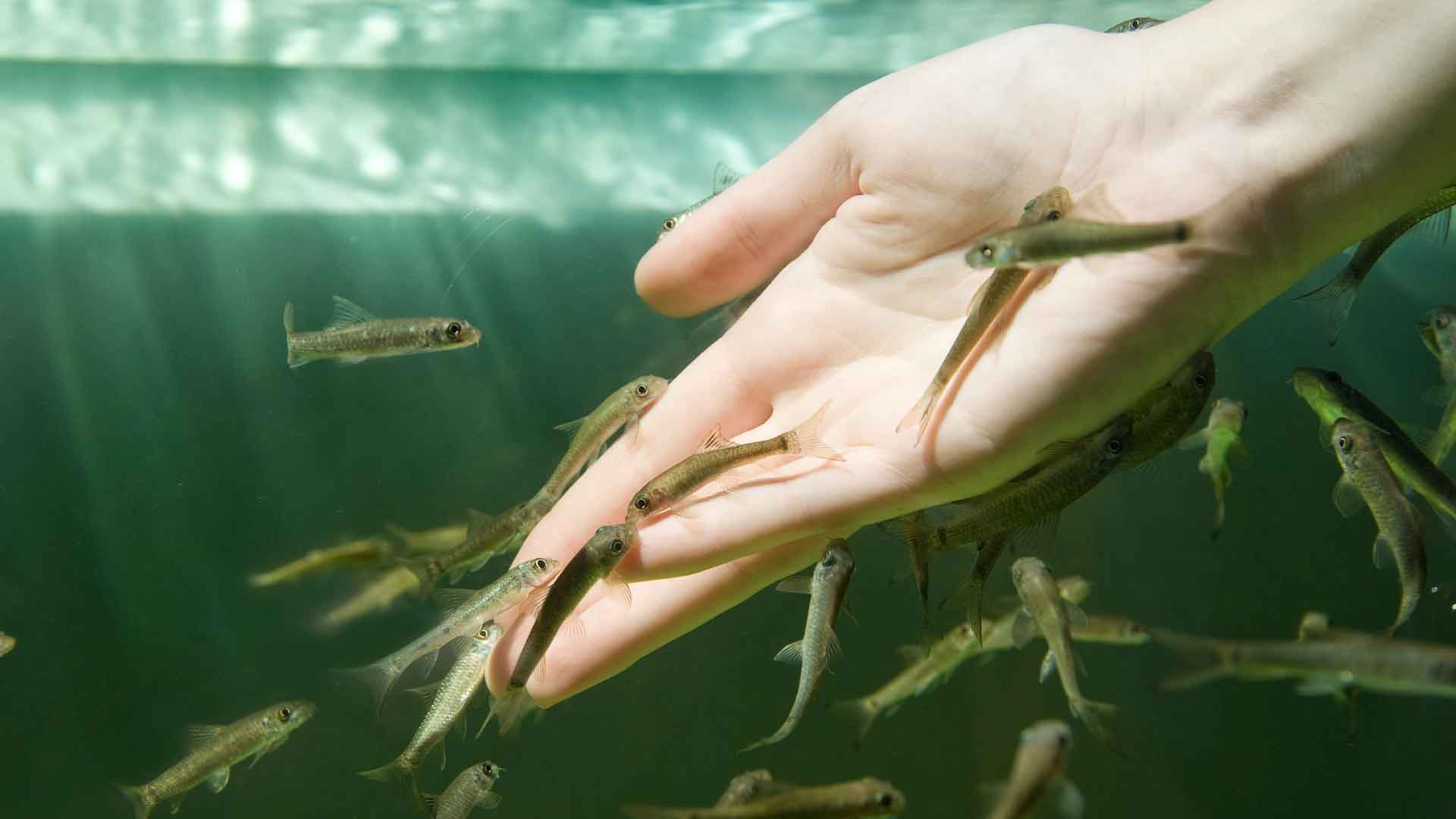 Yem Verildiğinde Balıkların Tepkileri Ne Anlatır?