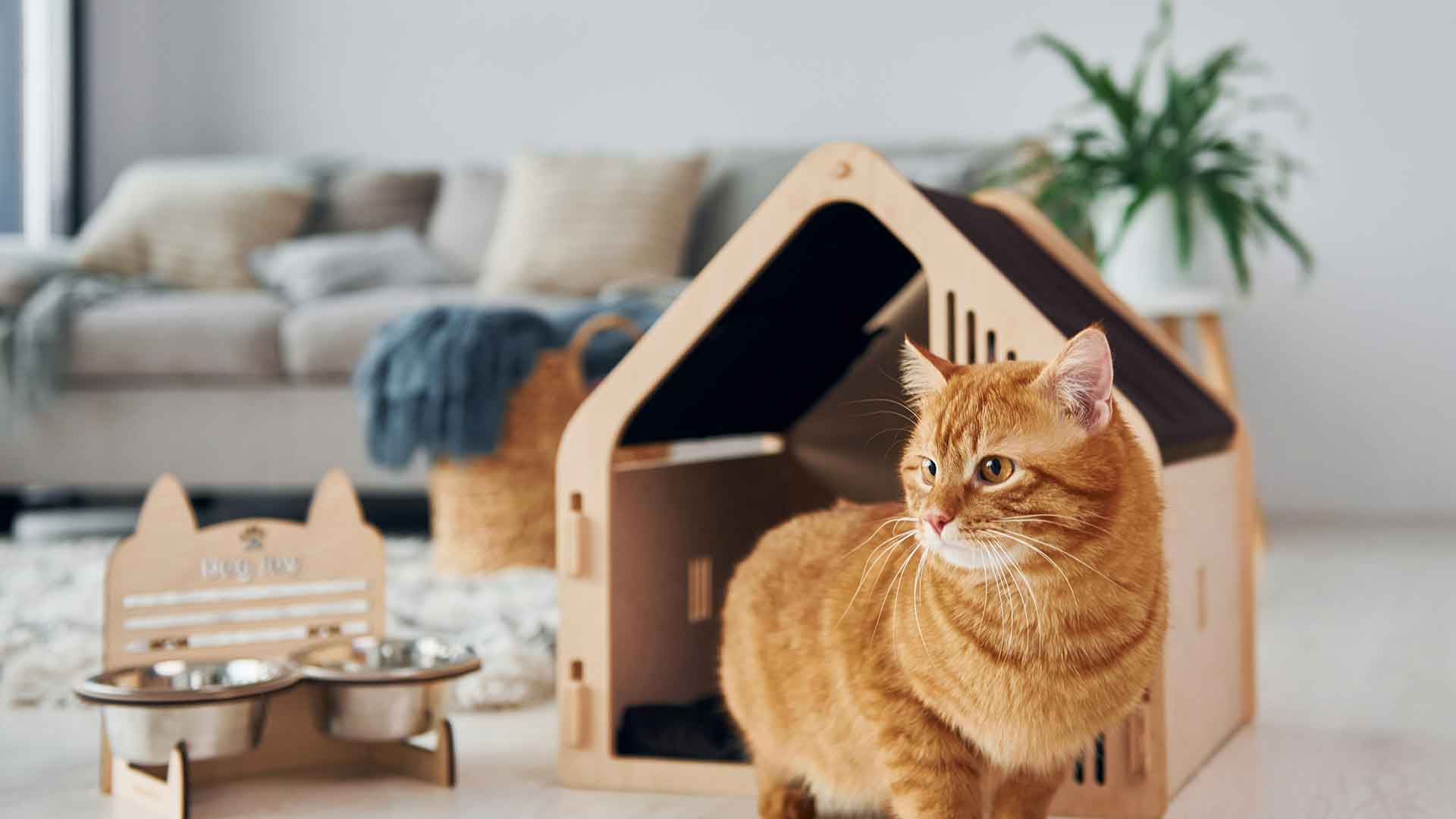Yeni Ortama Alışan Kedi: İlk Günlerde Dikkat Edilmesi Gerekenler