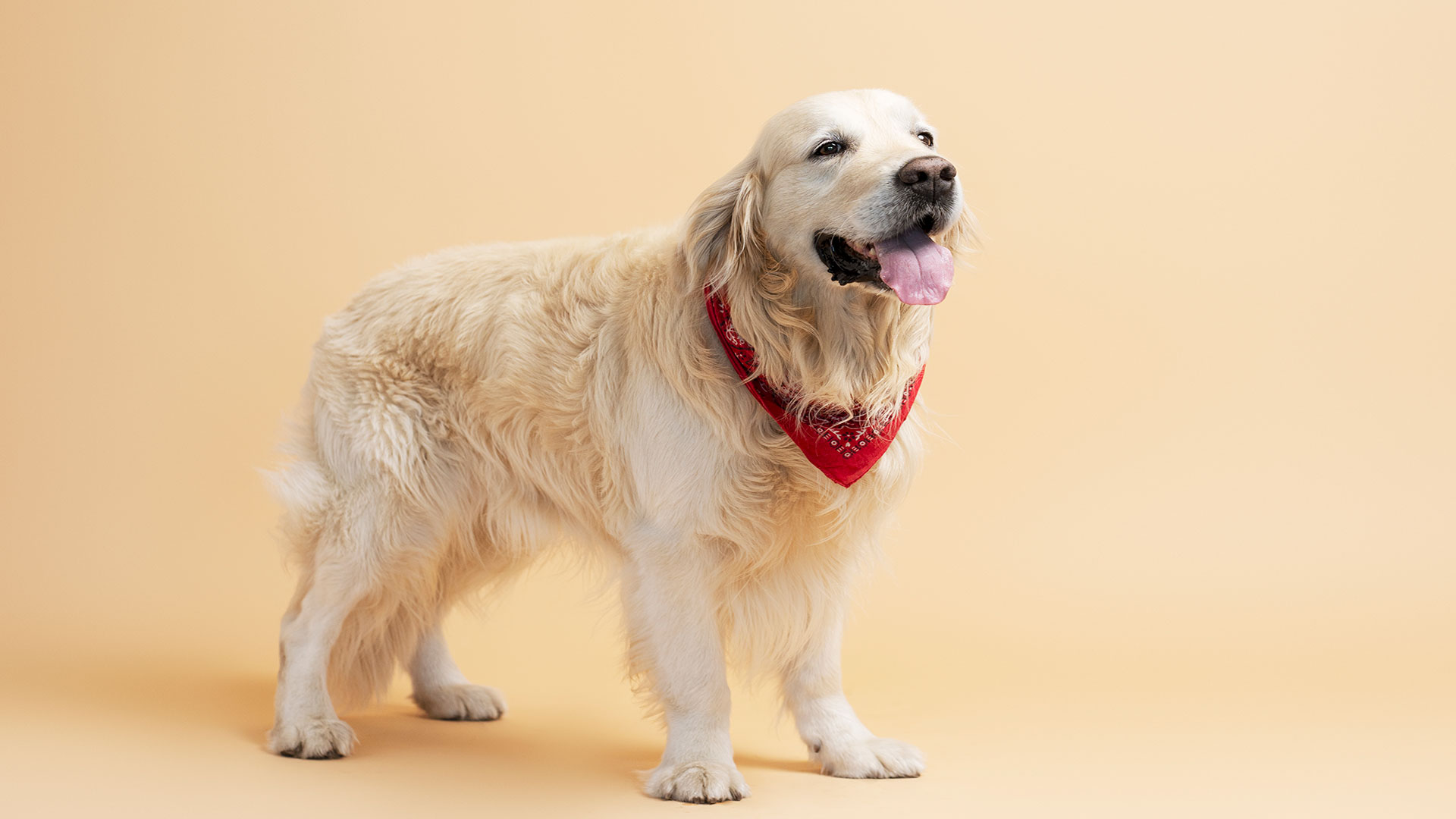 Golden Retriever Bakımı: Tüylerinden Egzersiz İhtiyacına Kadar Her Şey
