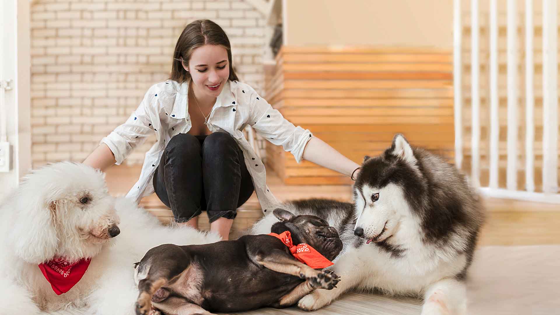 Evde Köpek Banyosu: İpuçları ve Püf Noktaları