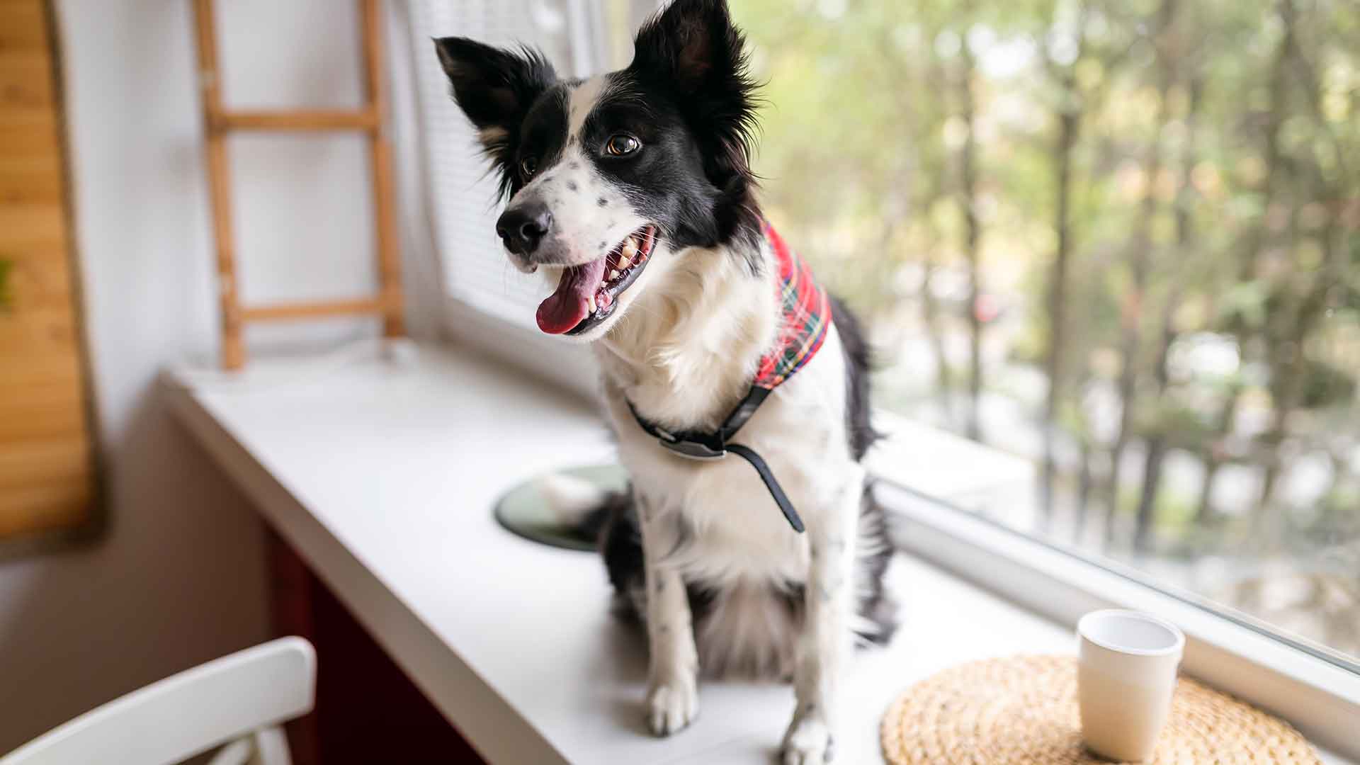 Ev Kurallarını Köpeğinize Nasıl Öğretirsiniz?