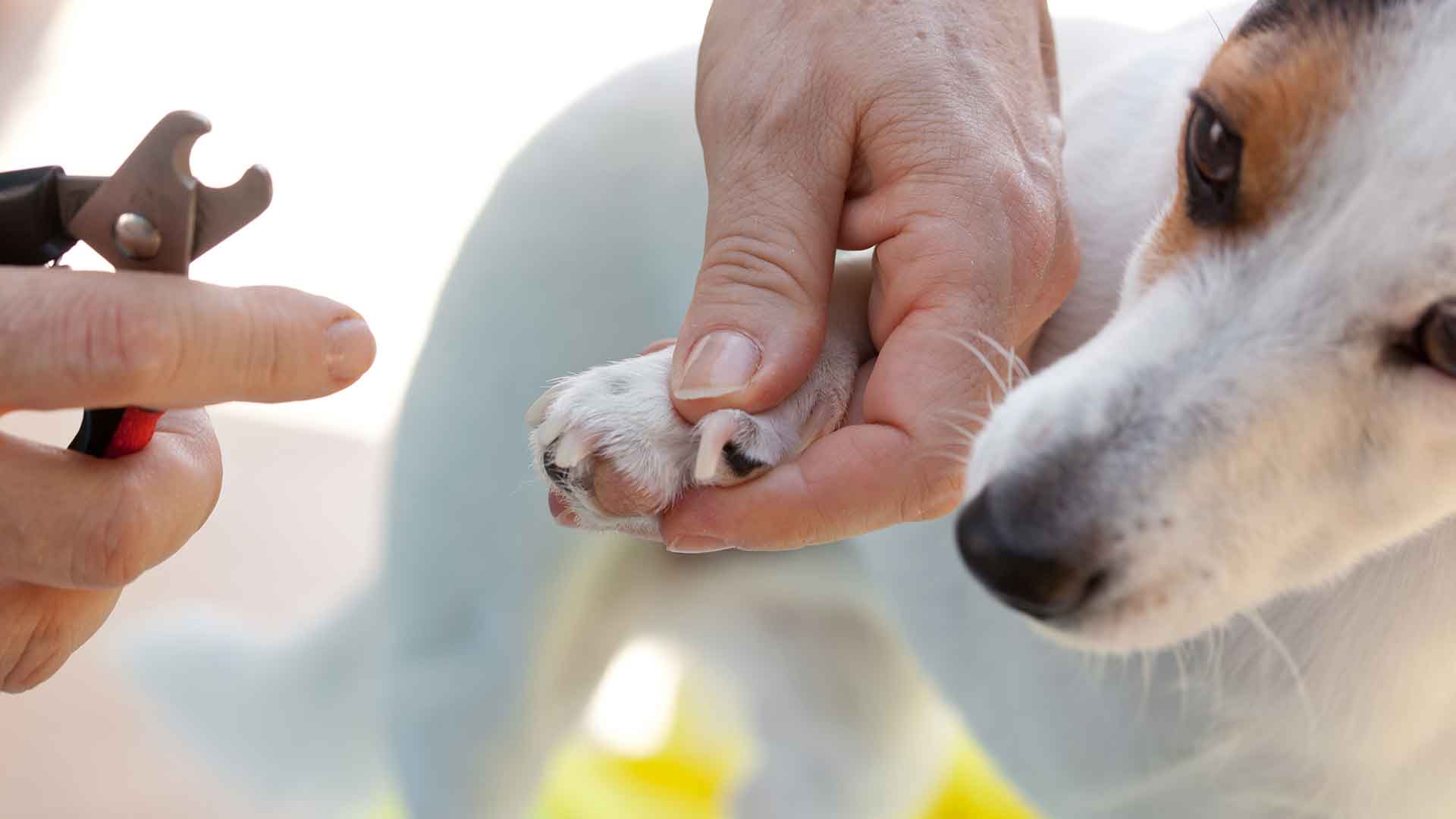 Köpeklerde Tırnak Kesimi: Ne Sıklıkla ve Nasıl Yapılmalı?