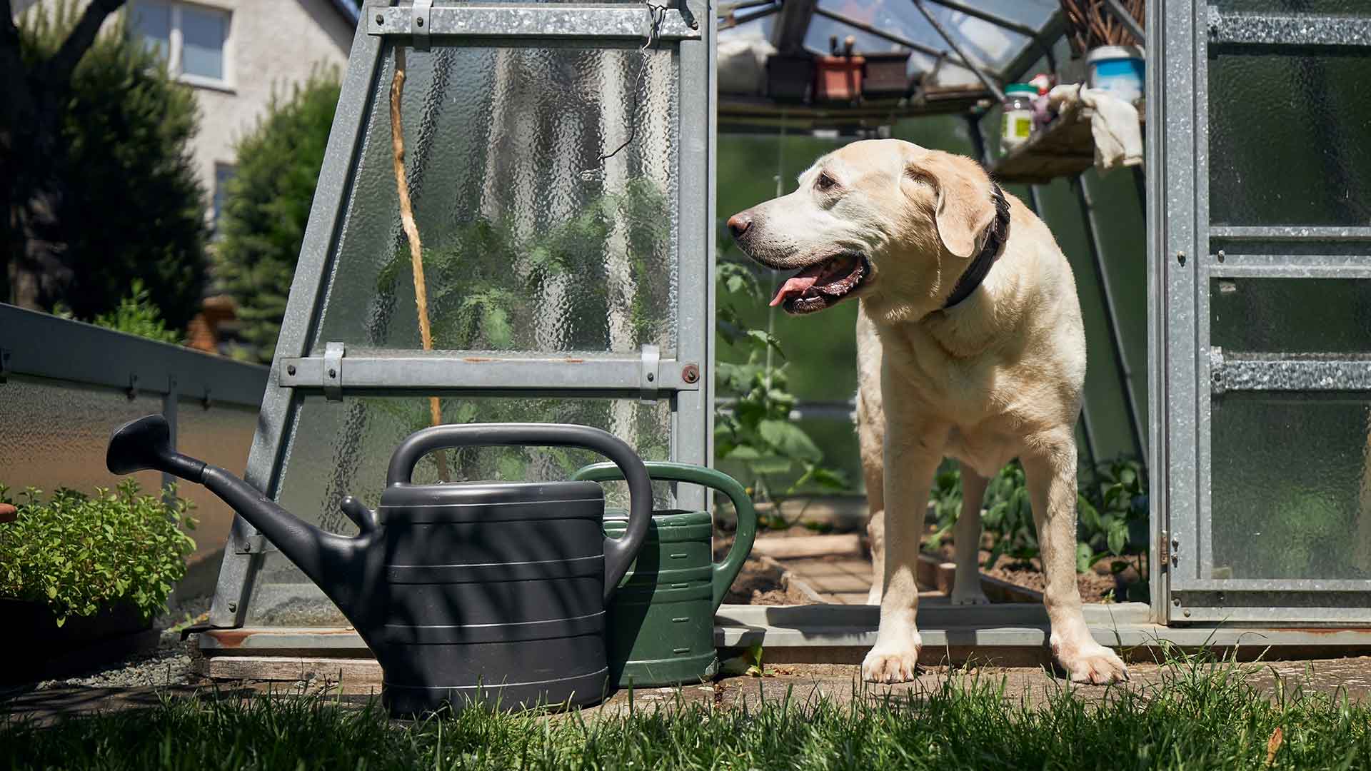 Bahçeli Evlerde Köpek Güvenliği Nasıl Sağlanır?