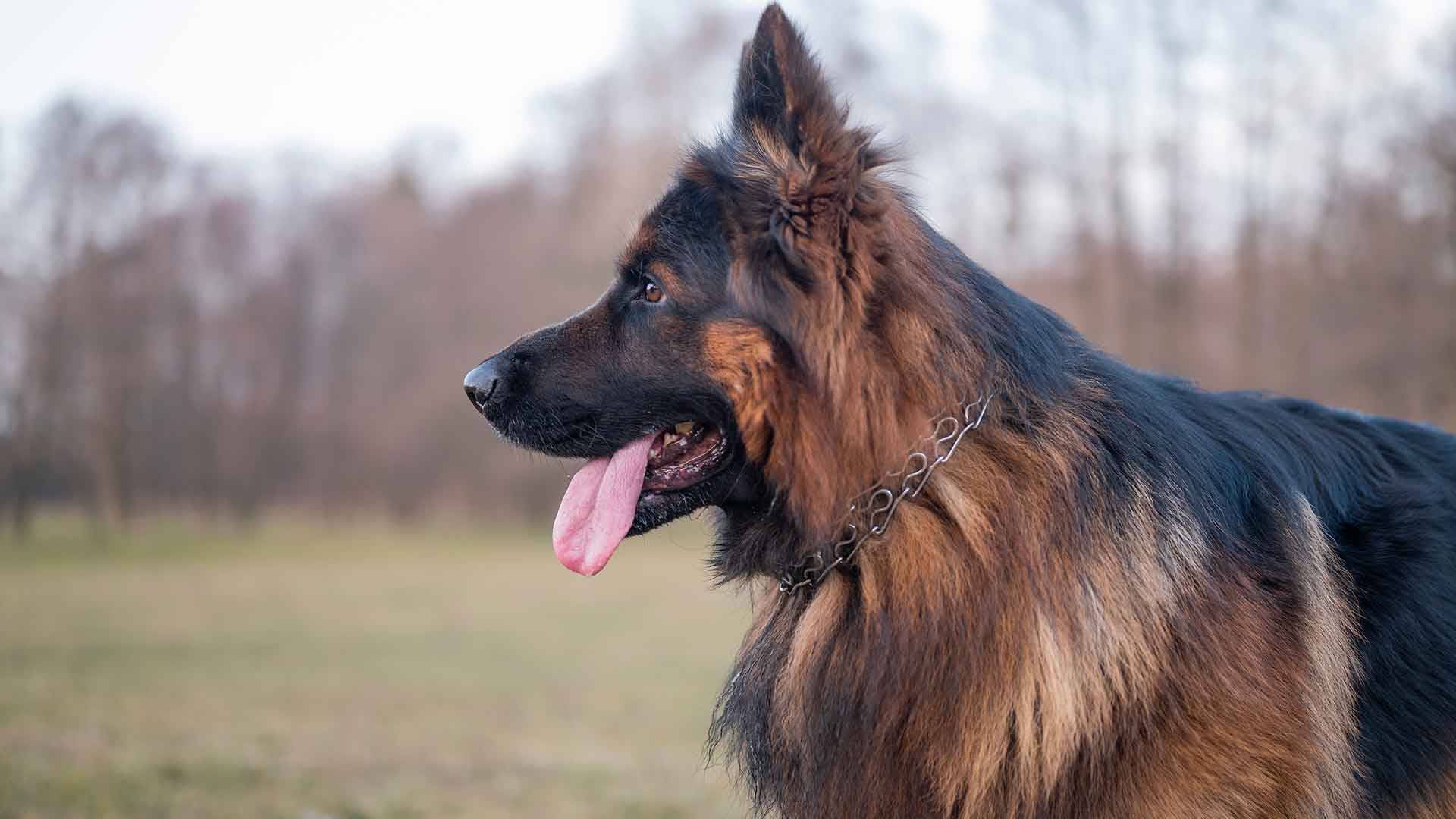 Alman Kurdu (German Shepherd)