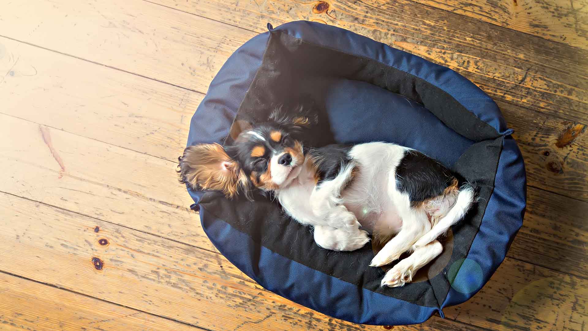 Köpekler İçin En Uygun Yatak Seçimi Nasıl Yapılır?
