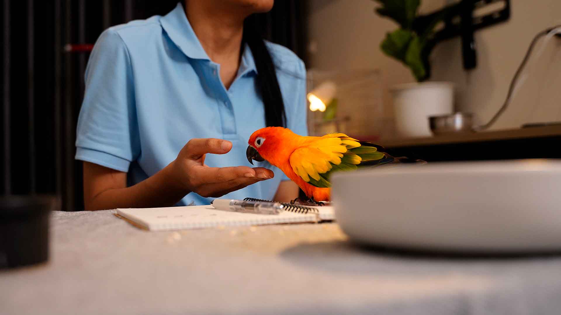 Papağan Doğru Beslenme Programı