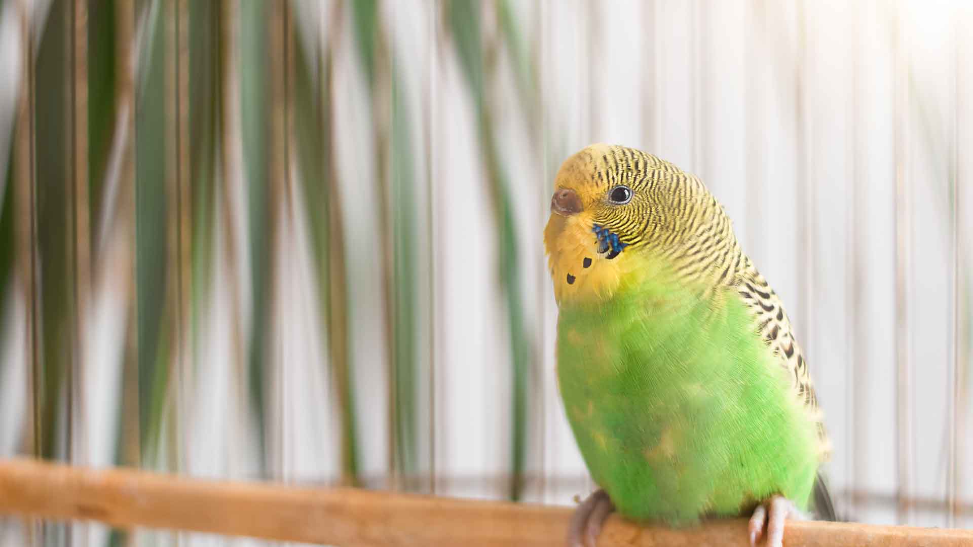 Muhabbet Kuşu / Budgerigar (Budgie)