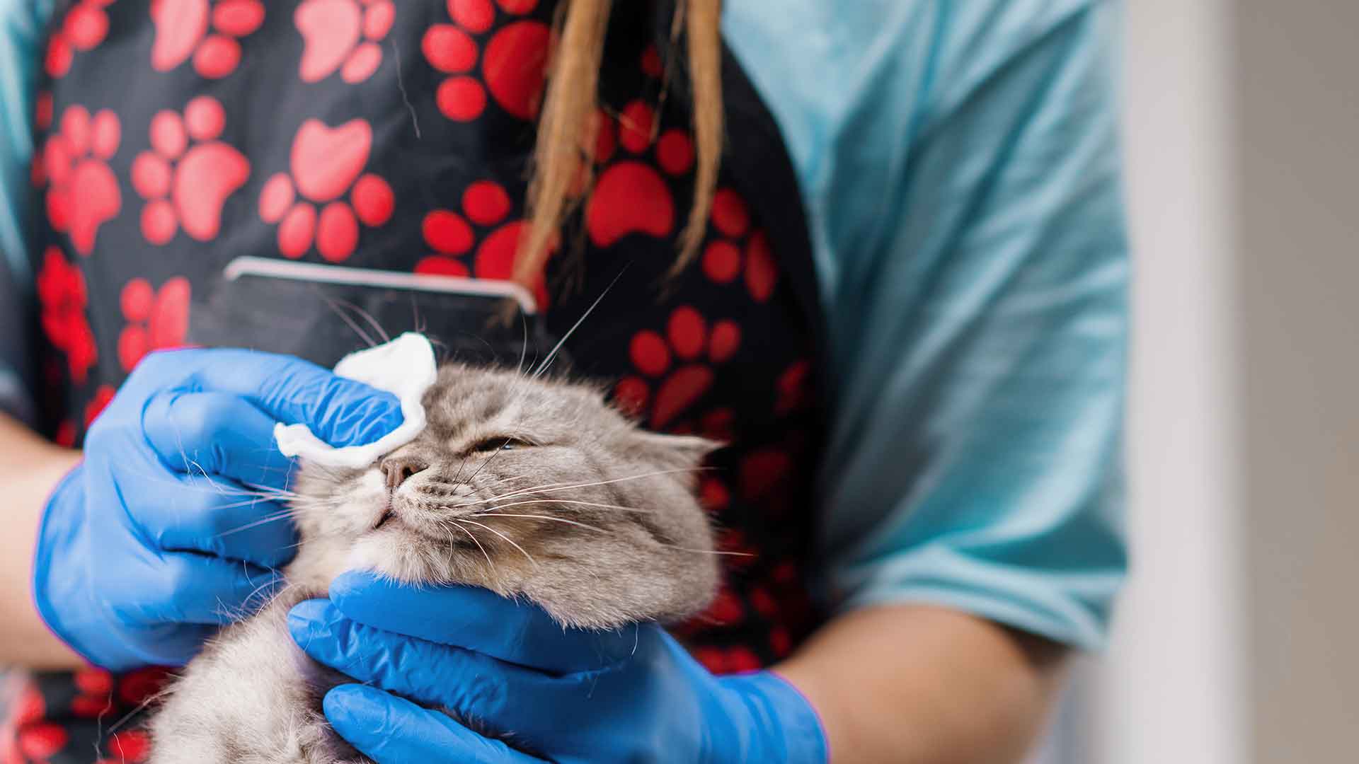 Kedilerde Alerjiler: Belirtileri ve Tedavi Yöntemleri