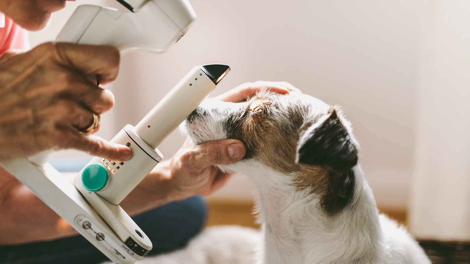 Köpeklerde Kulak ve Göz Temizliği Nasıl Yapılır?