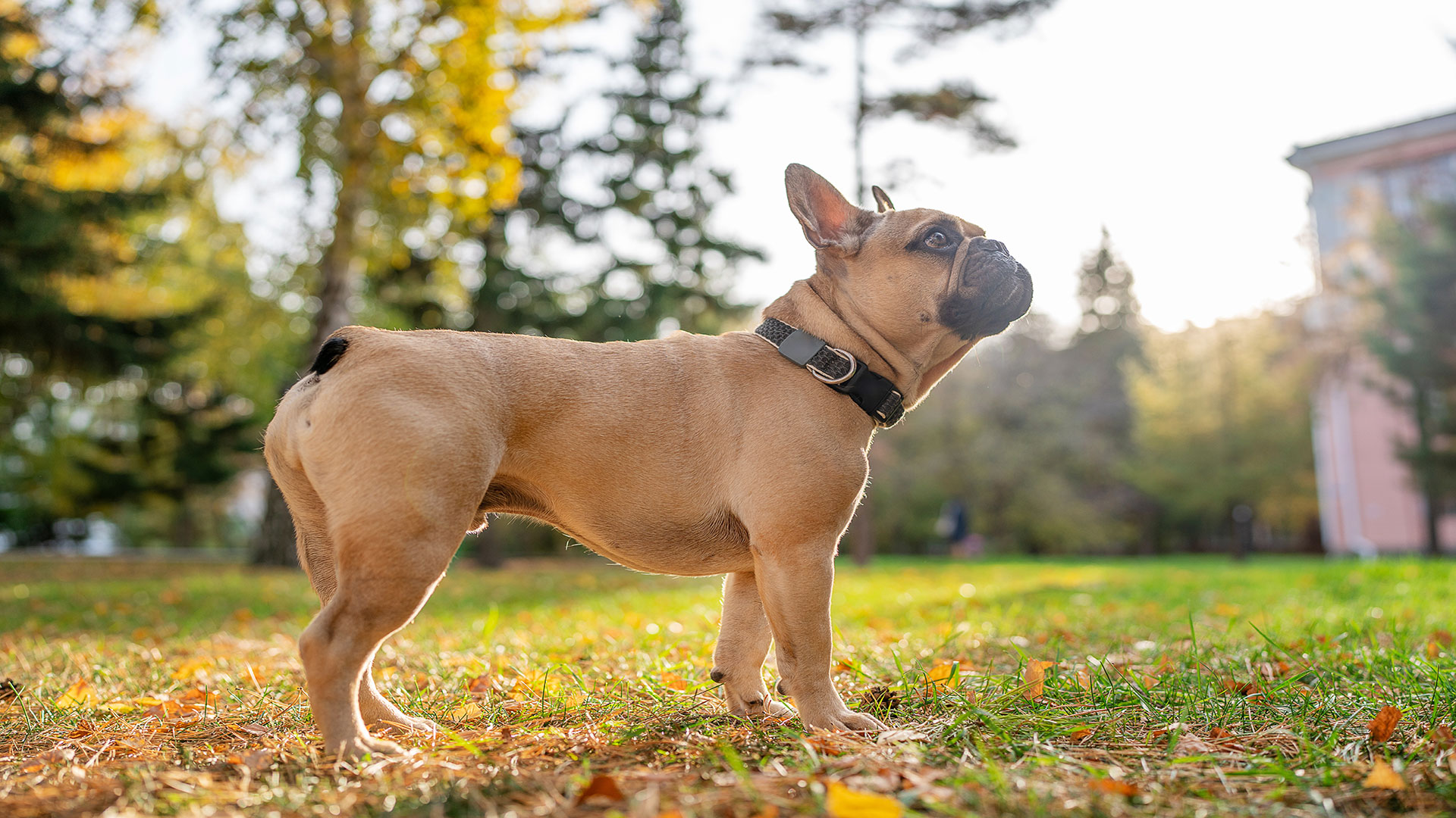 Fransız Bulldog Bakımı: Nefes Darlığı, Egzersiz Kısıtları ve Özel İklim Gerekleri