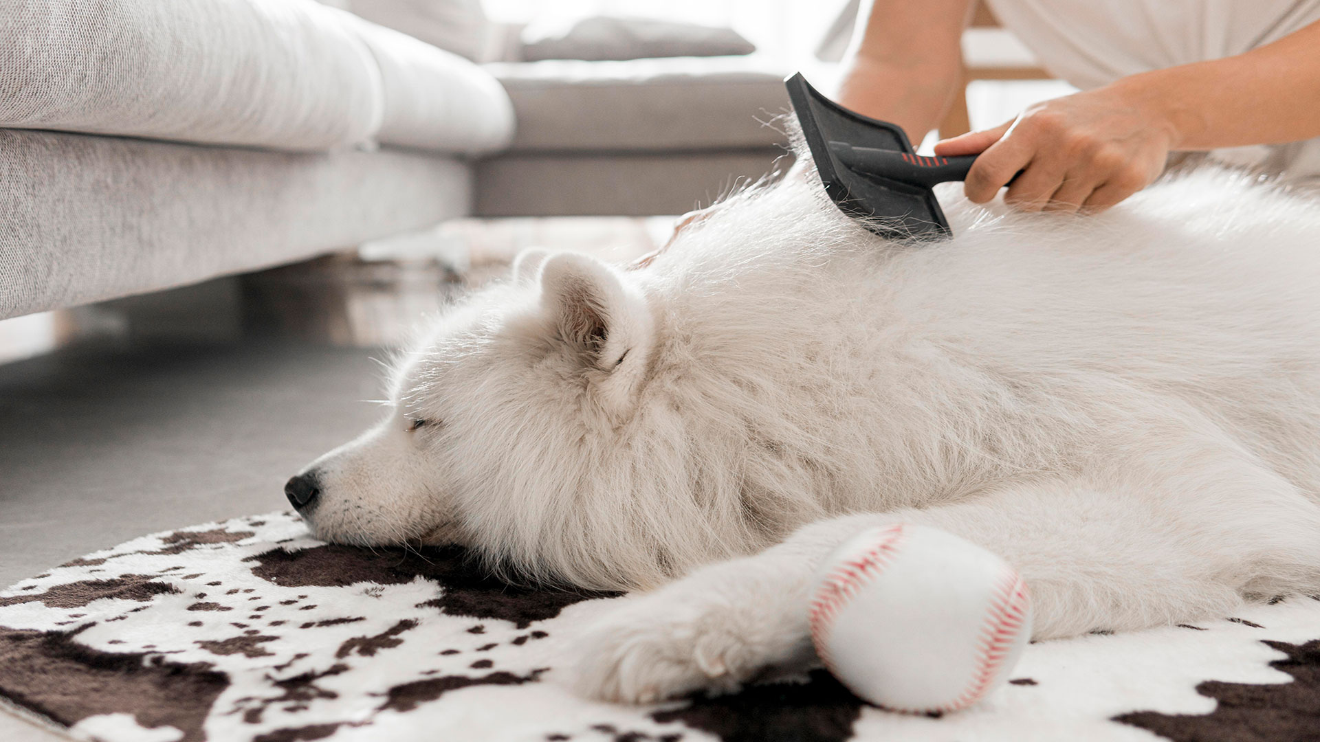 Köpeklerde Mevsimsel Tüy Dökülmesi Ne Zaman Başlar? Ne Kadar Sürer?