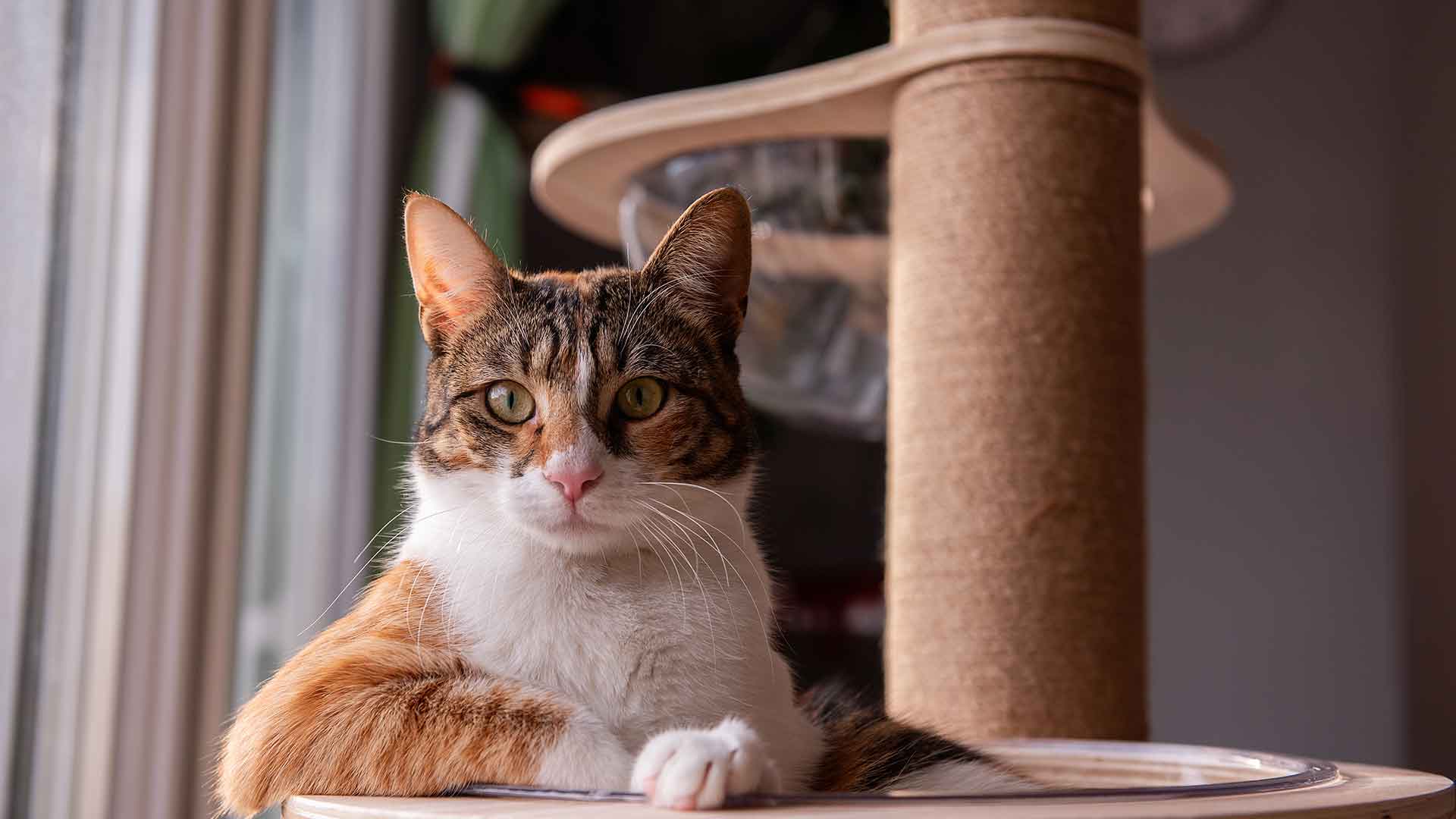 Kedi Tırmalama Tahtası Seçimi ve Kullanımı