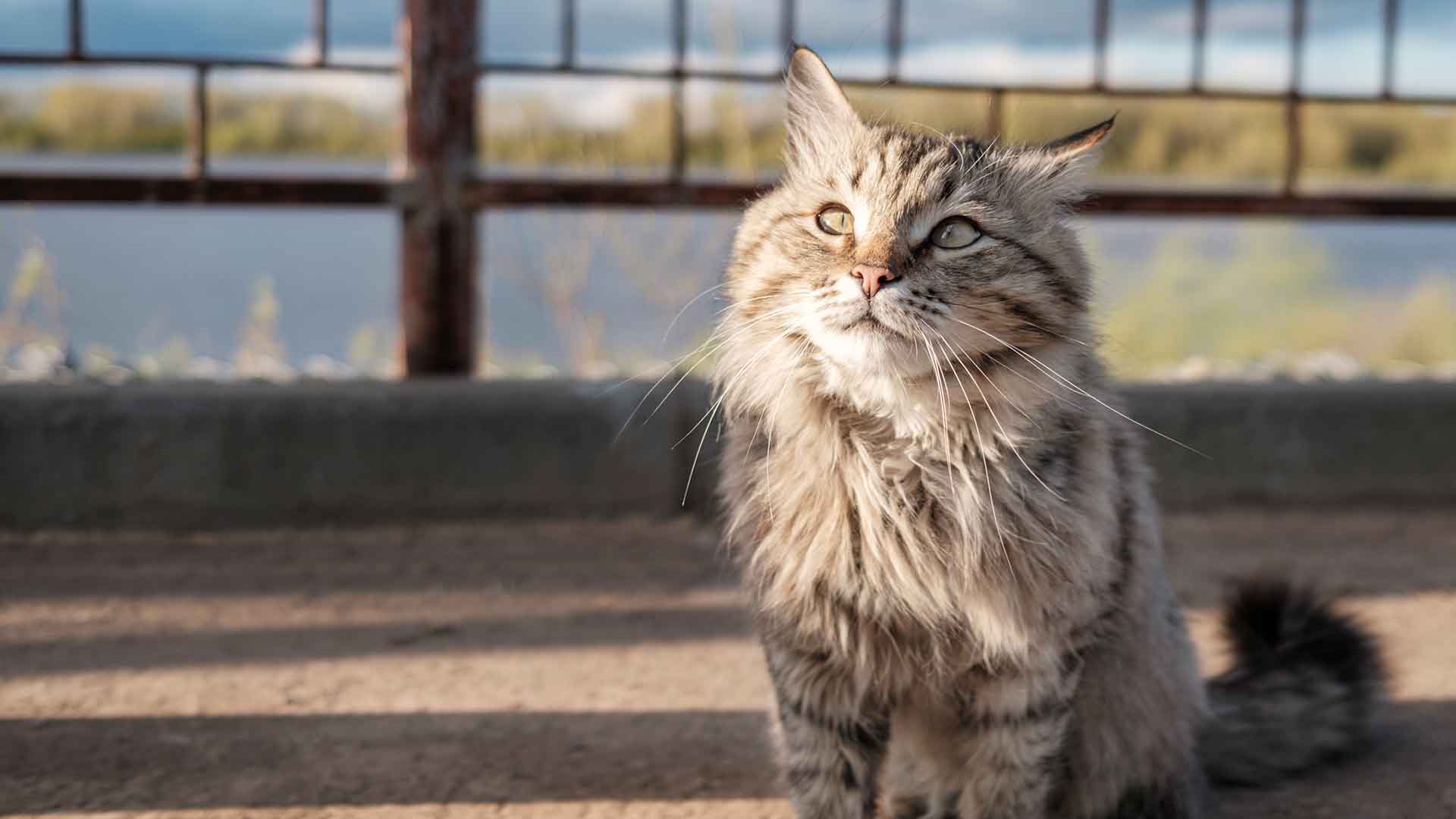 Yaşlı Kediler İçin Bakım Önerileri
