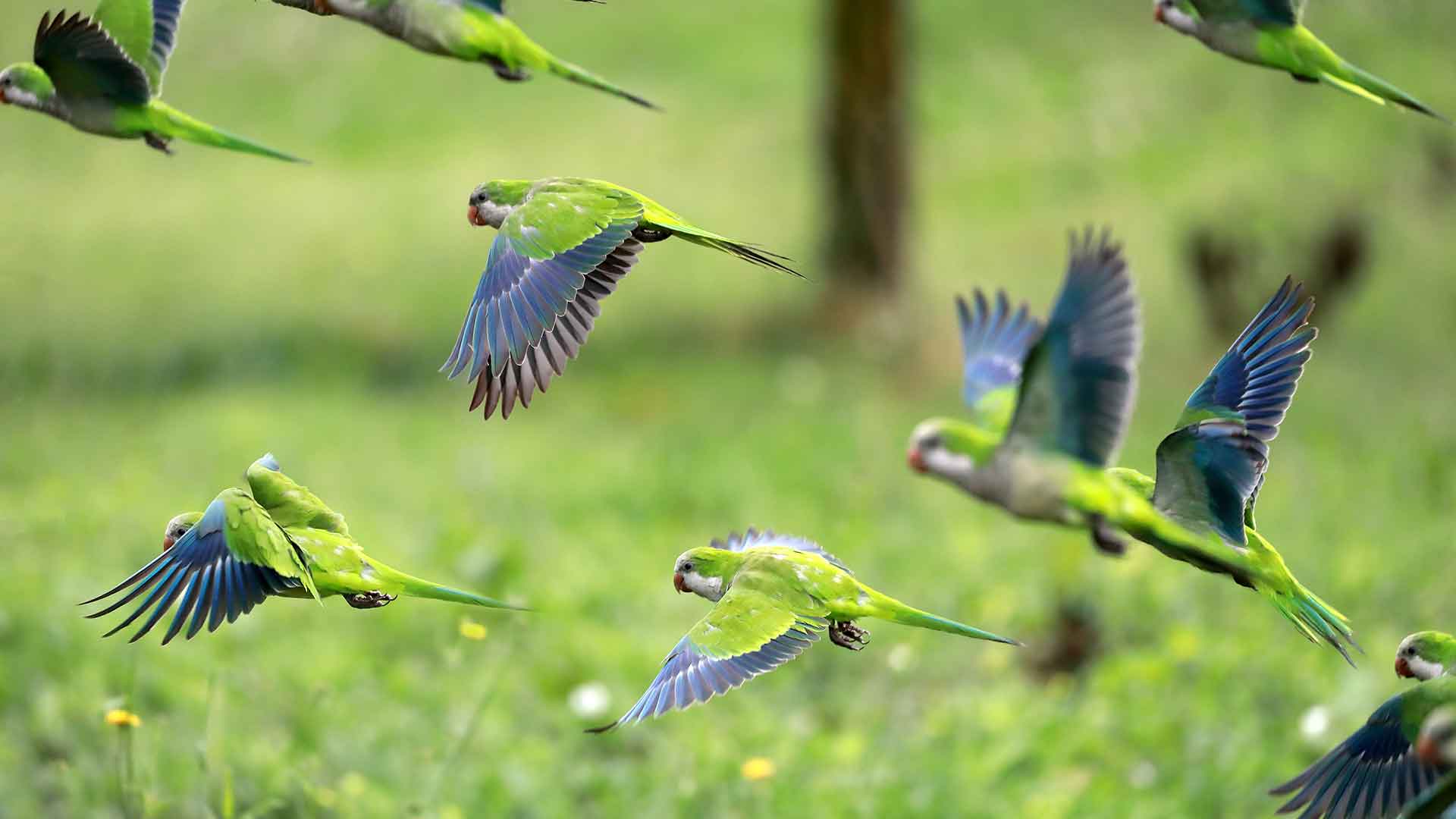 Papağanlar İçin Serbest Uçuş Süreleri ve Güvenli Oda Hazırlığı
